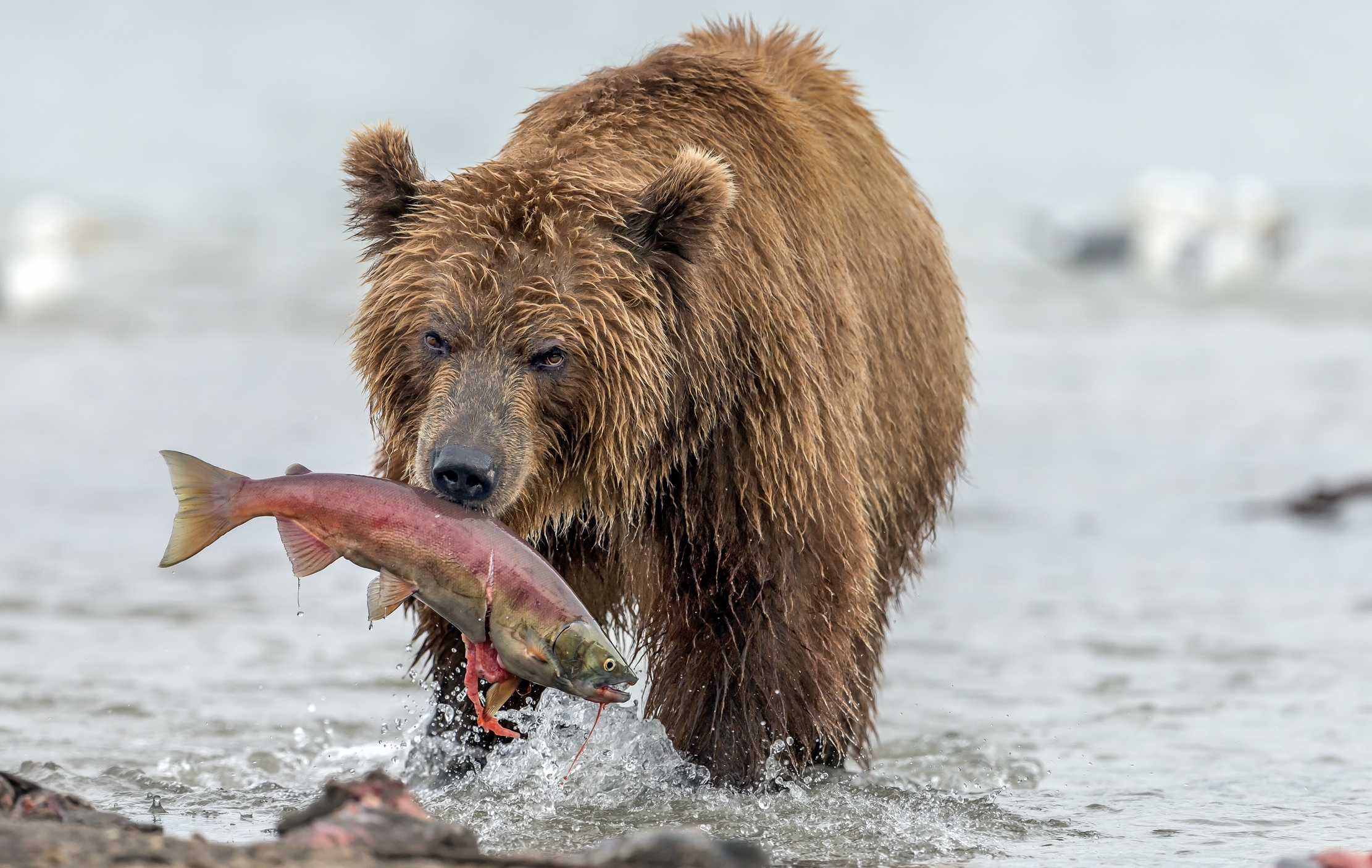 Kamchatka 2016 - Il ritorno del pescatore