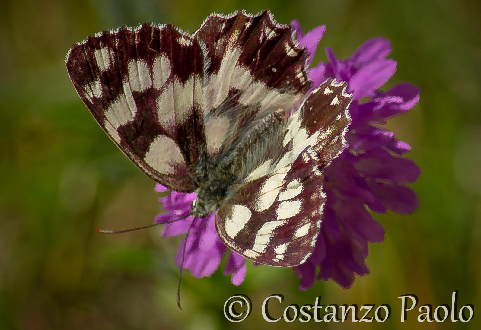 Melanargia Galathea