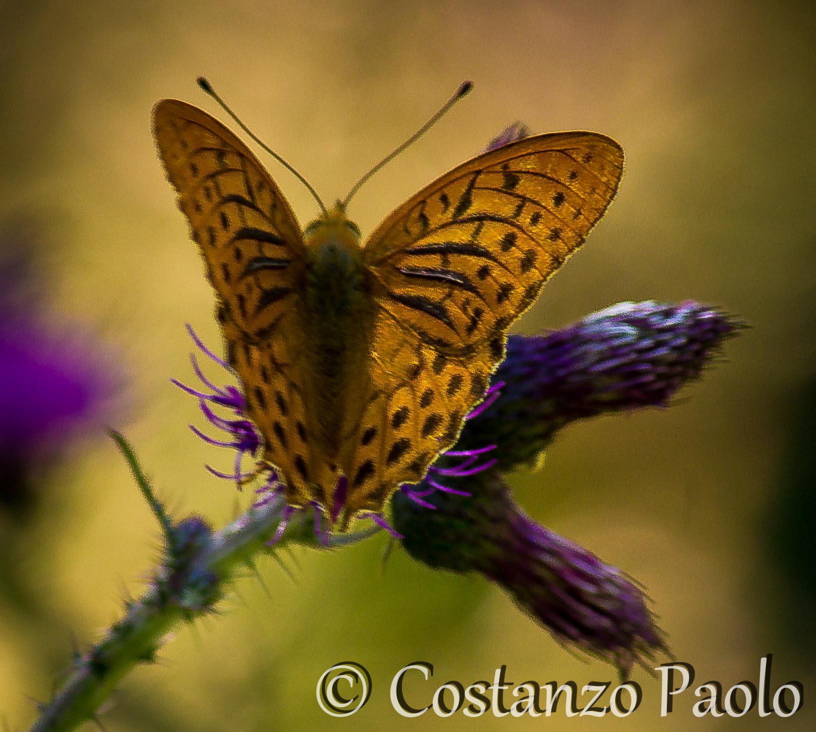 Argynnis Paphia