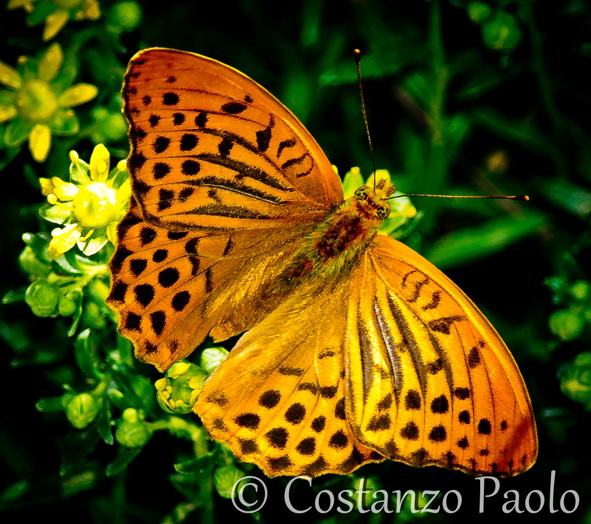 Argynnis Paphia