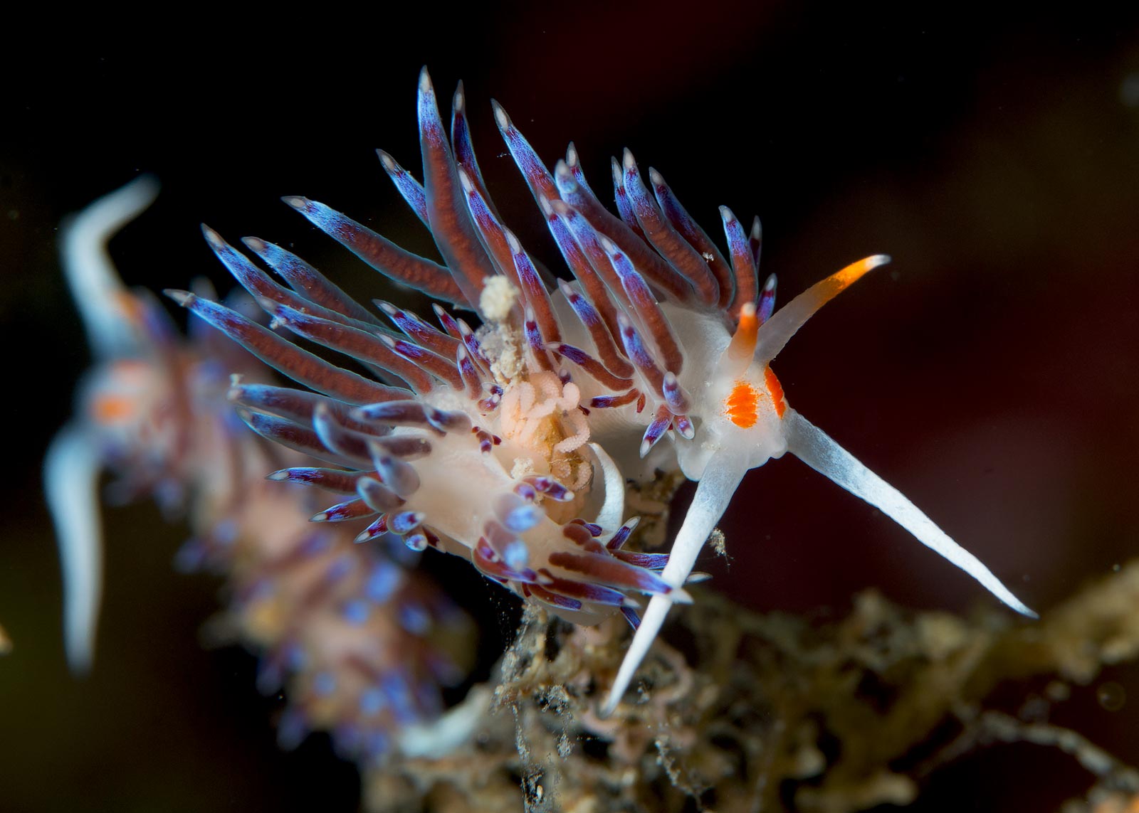 Cratene in deposition