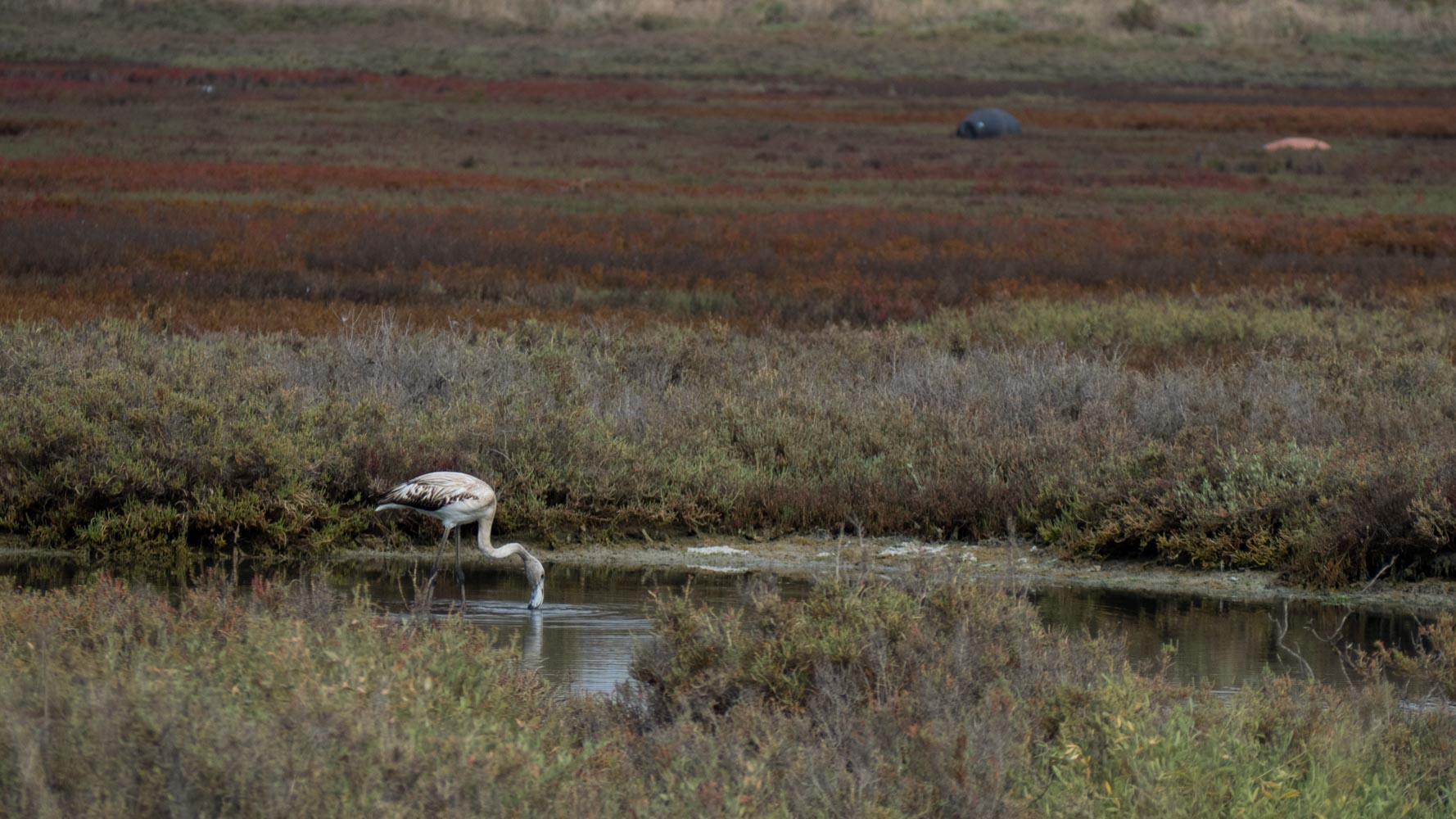 Fenicottero Palude La Vela