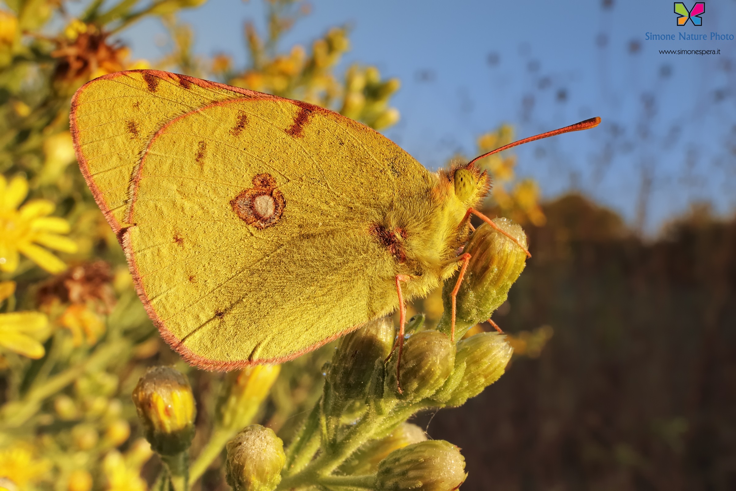 Colias wide sunny ....