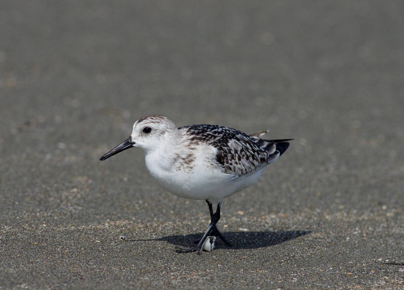 Sanderling