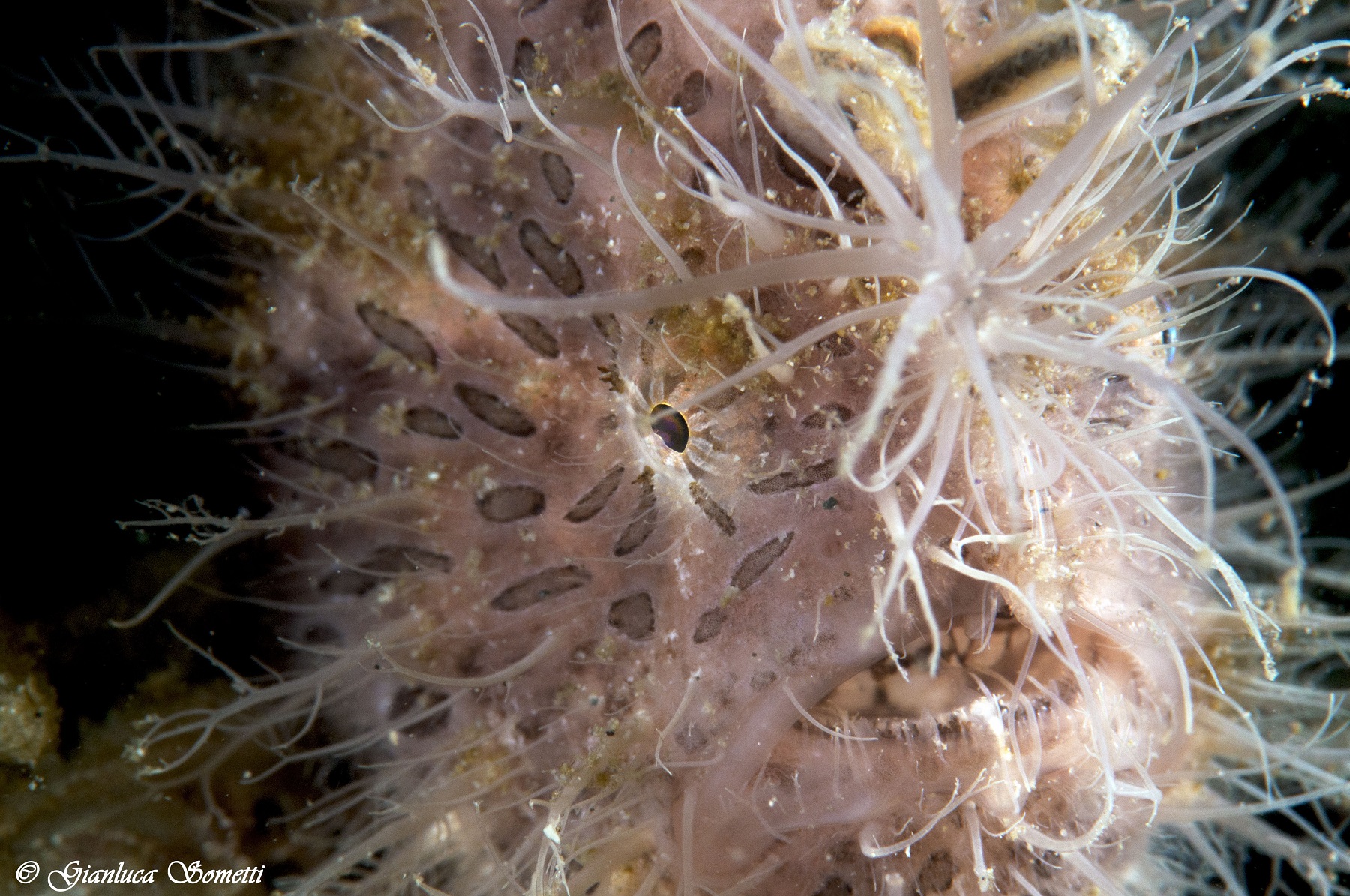 Hairy frog fish -Puerto jail