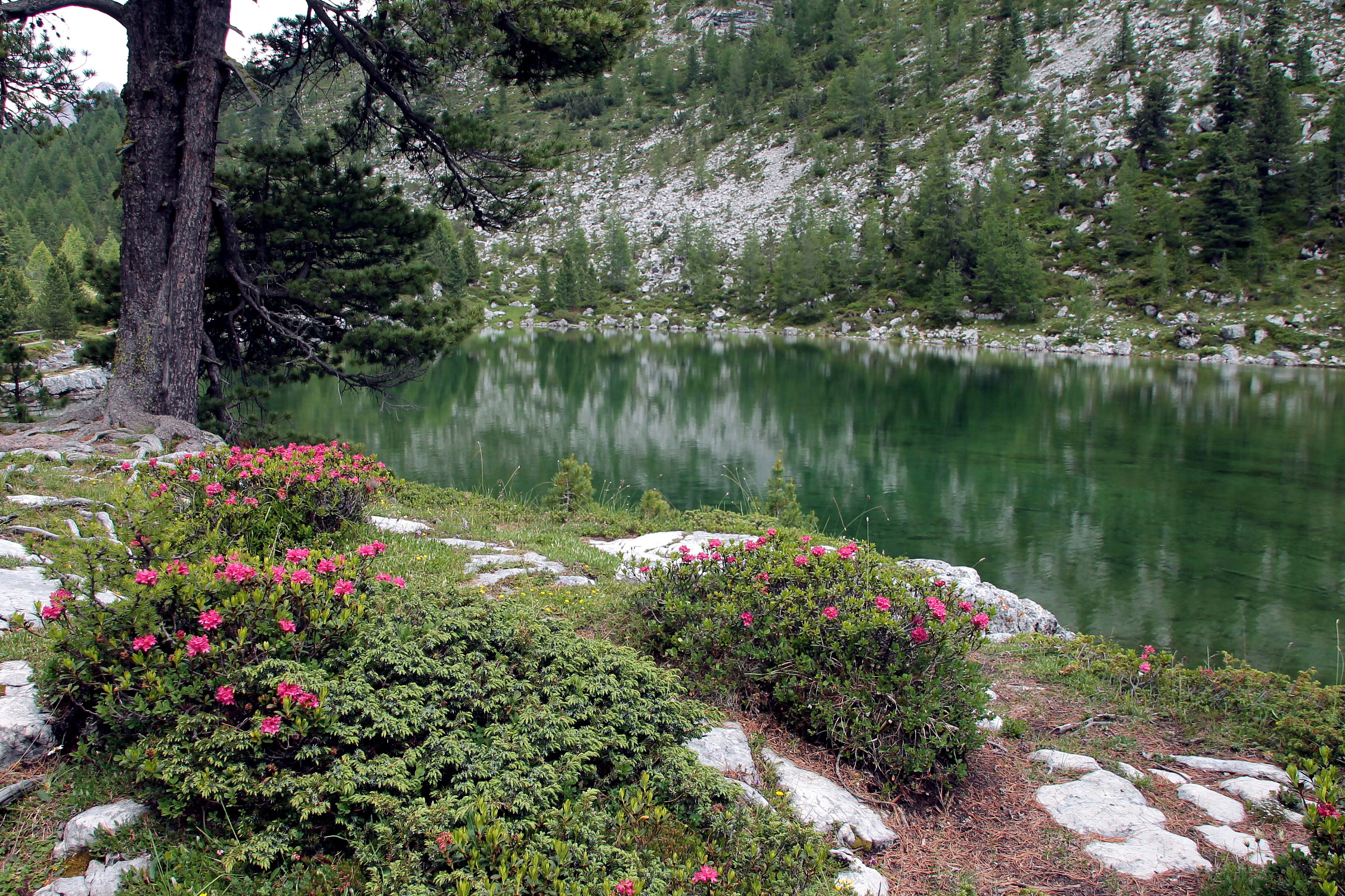 Un giardino dolomitico