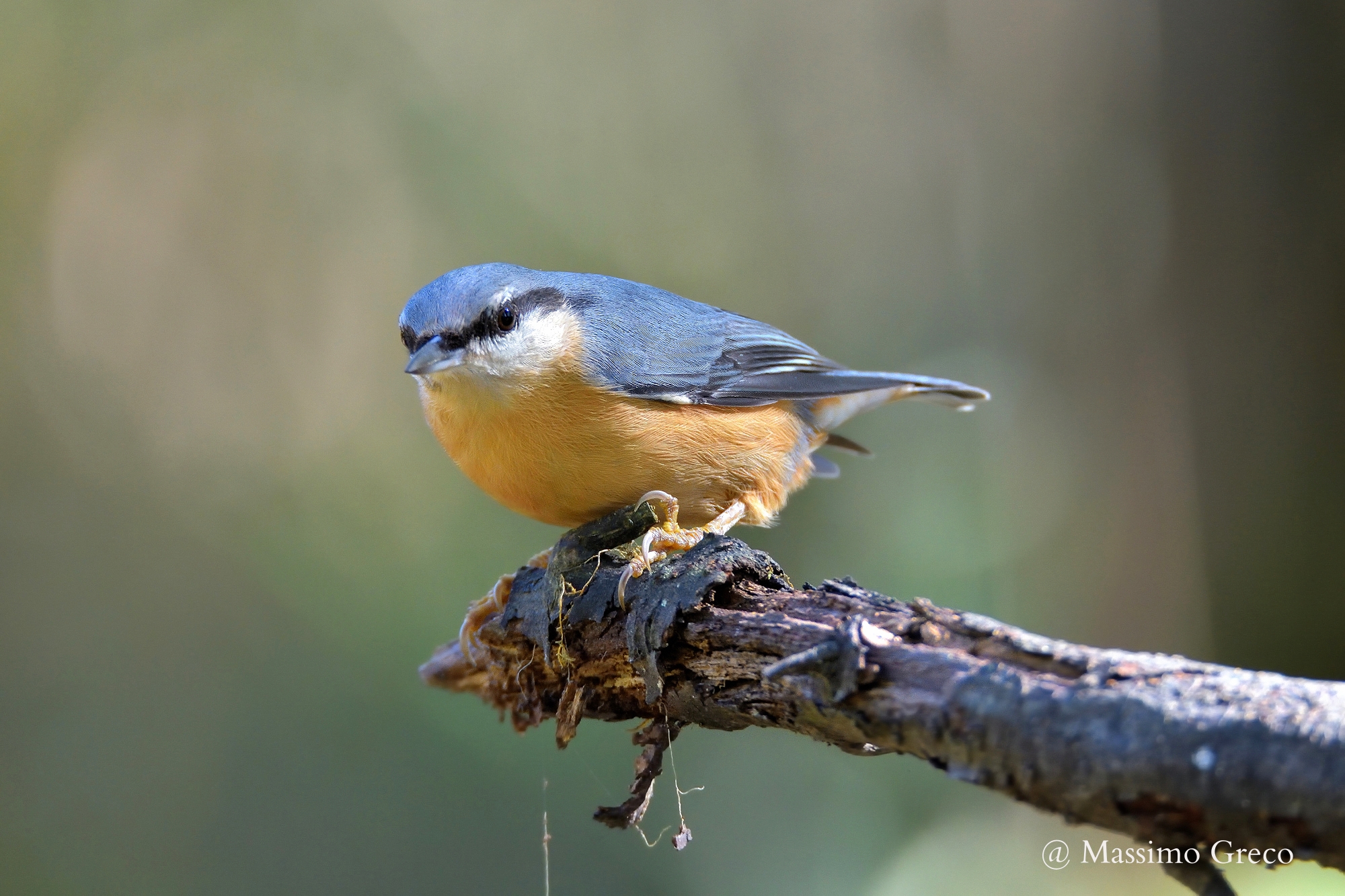Picchio muratore (Sitta europaea)