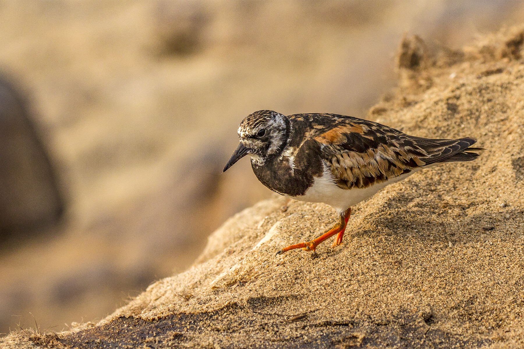Turnstone