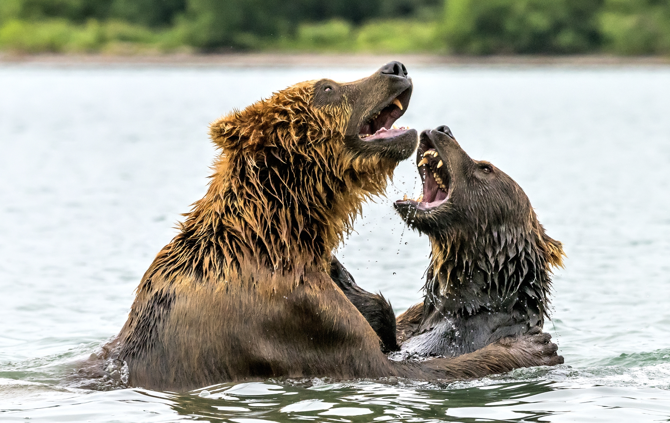 Kamchatka 2016 - Discussioni