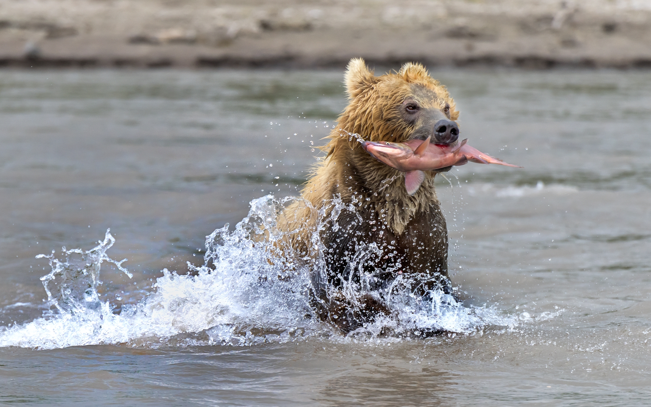 Kamchatka 2016 - Fishing