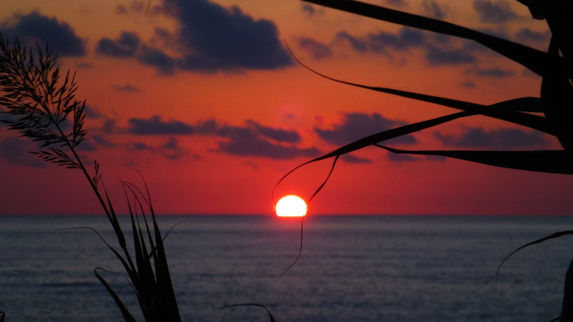 The sun over the reeds
