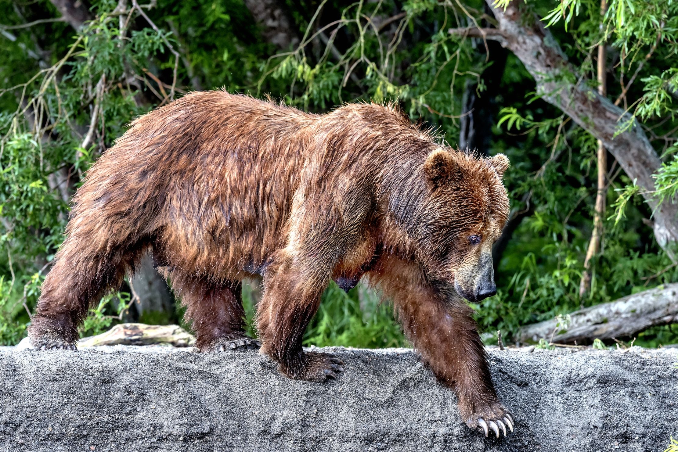 Kamchatka 2016 - Bear