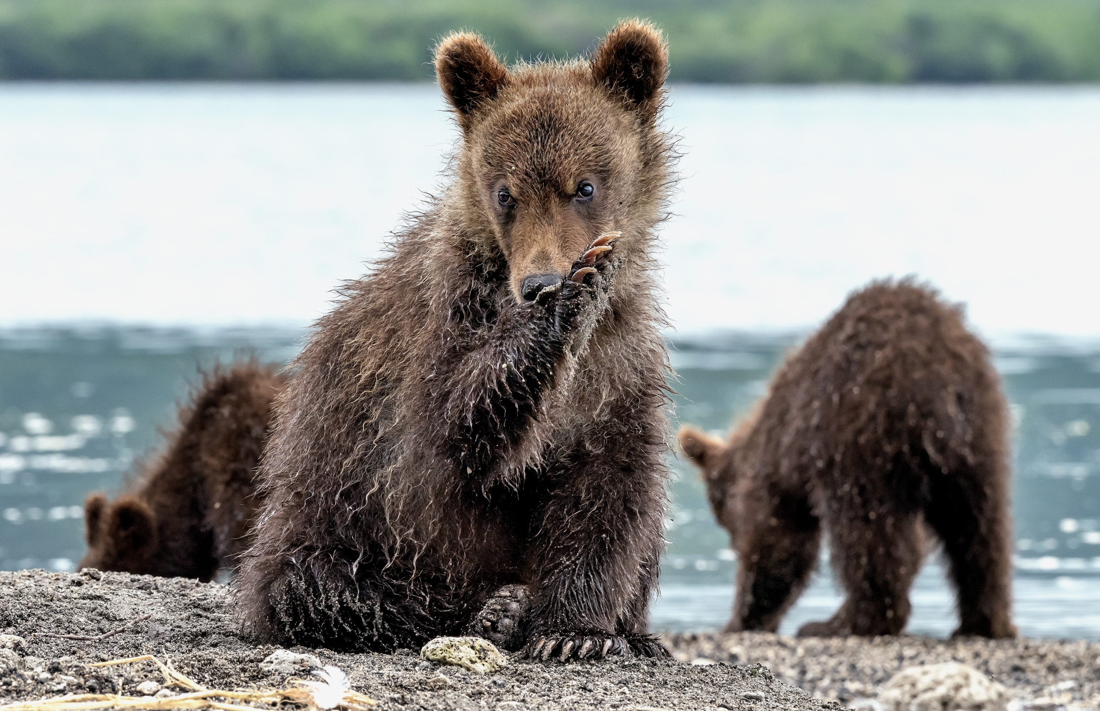 Kamchatka 2016 - Cub