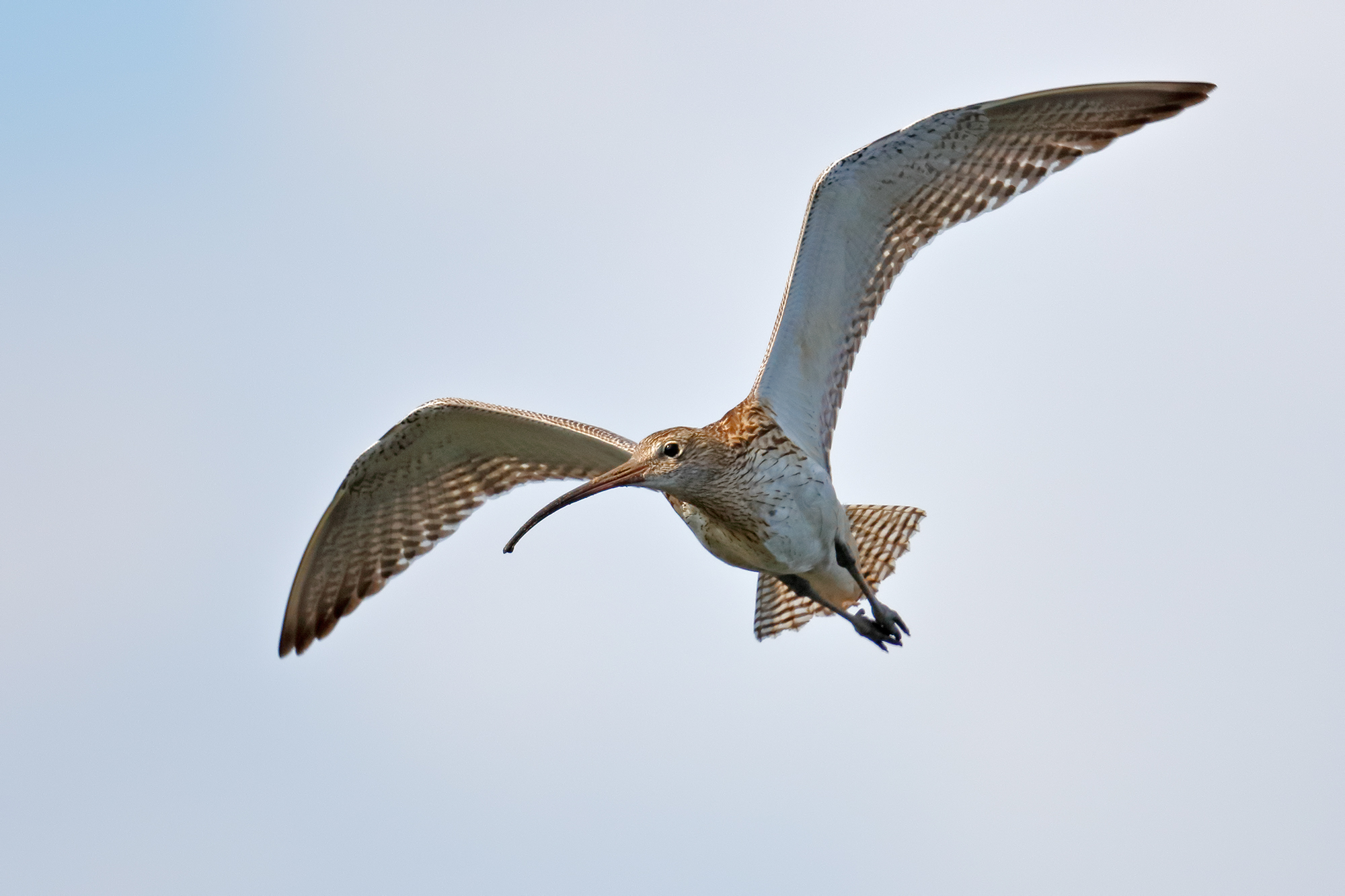 Curlew in flight