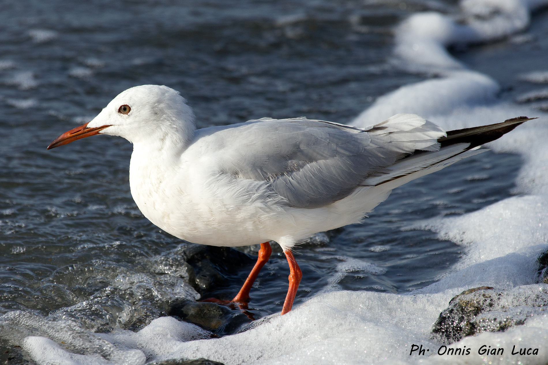 Rosy gull