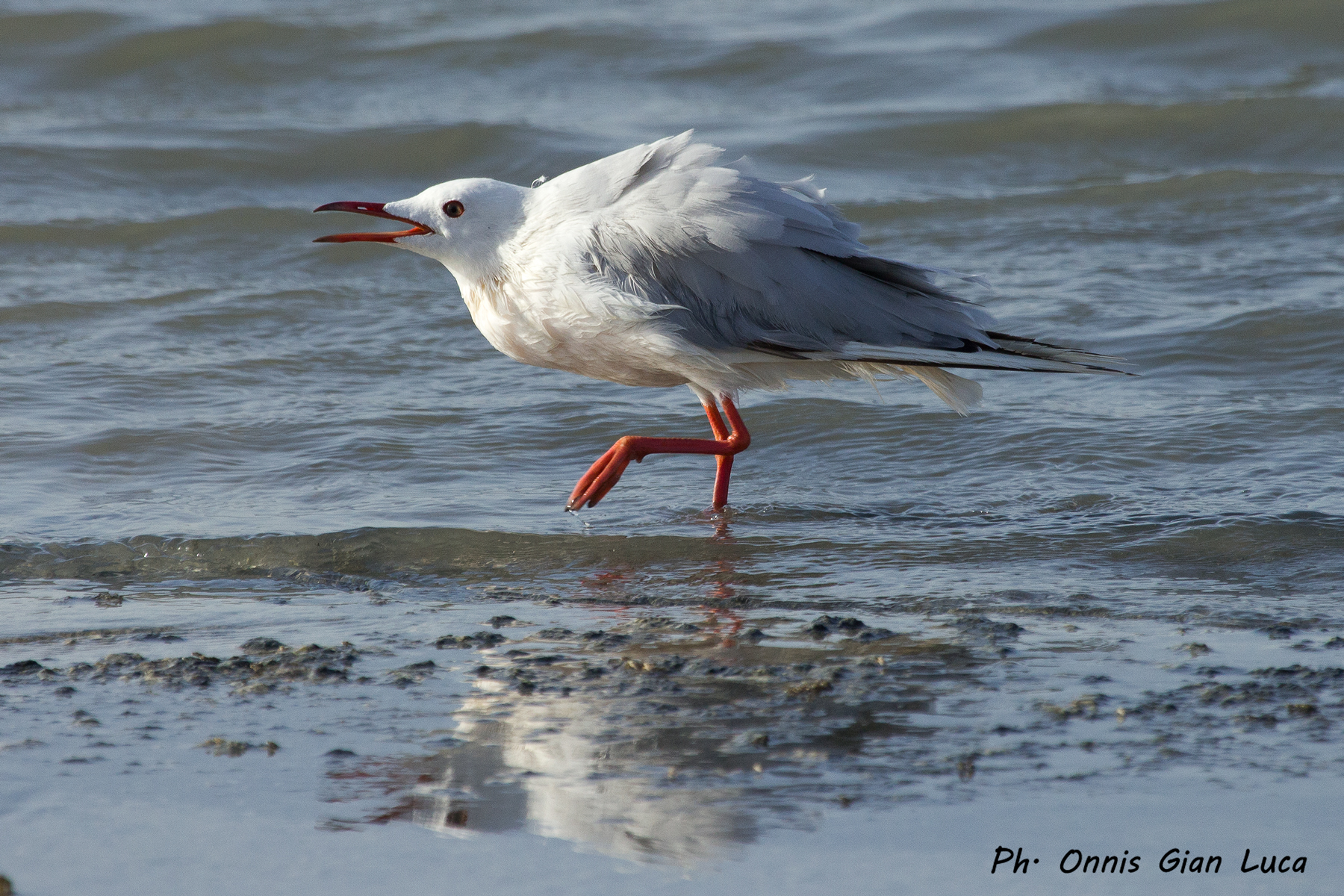 Rosy gull