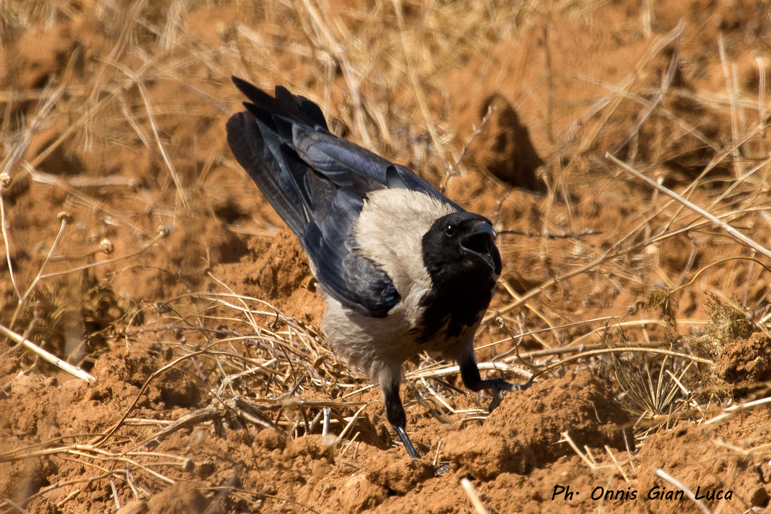 Hooded Crow