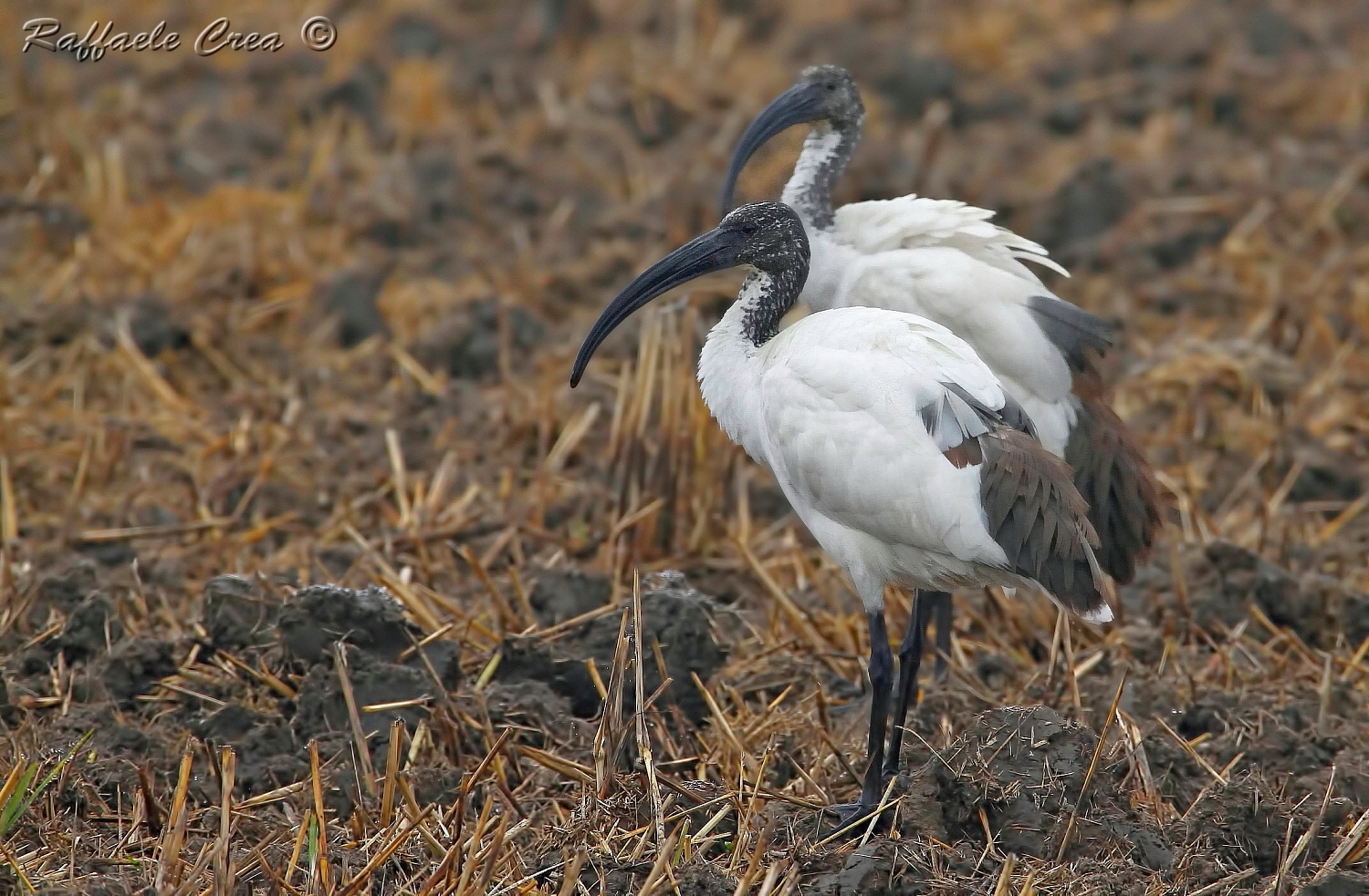 Sacred Ibis