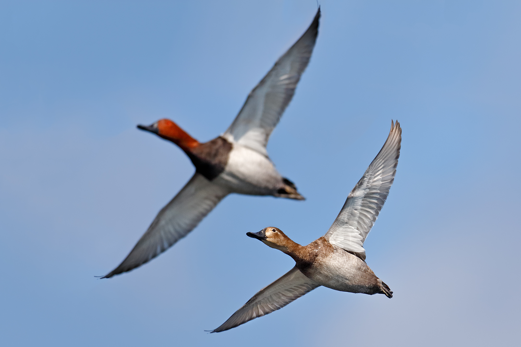 Moriglioni in flight