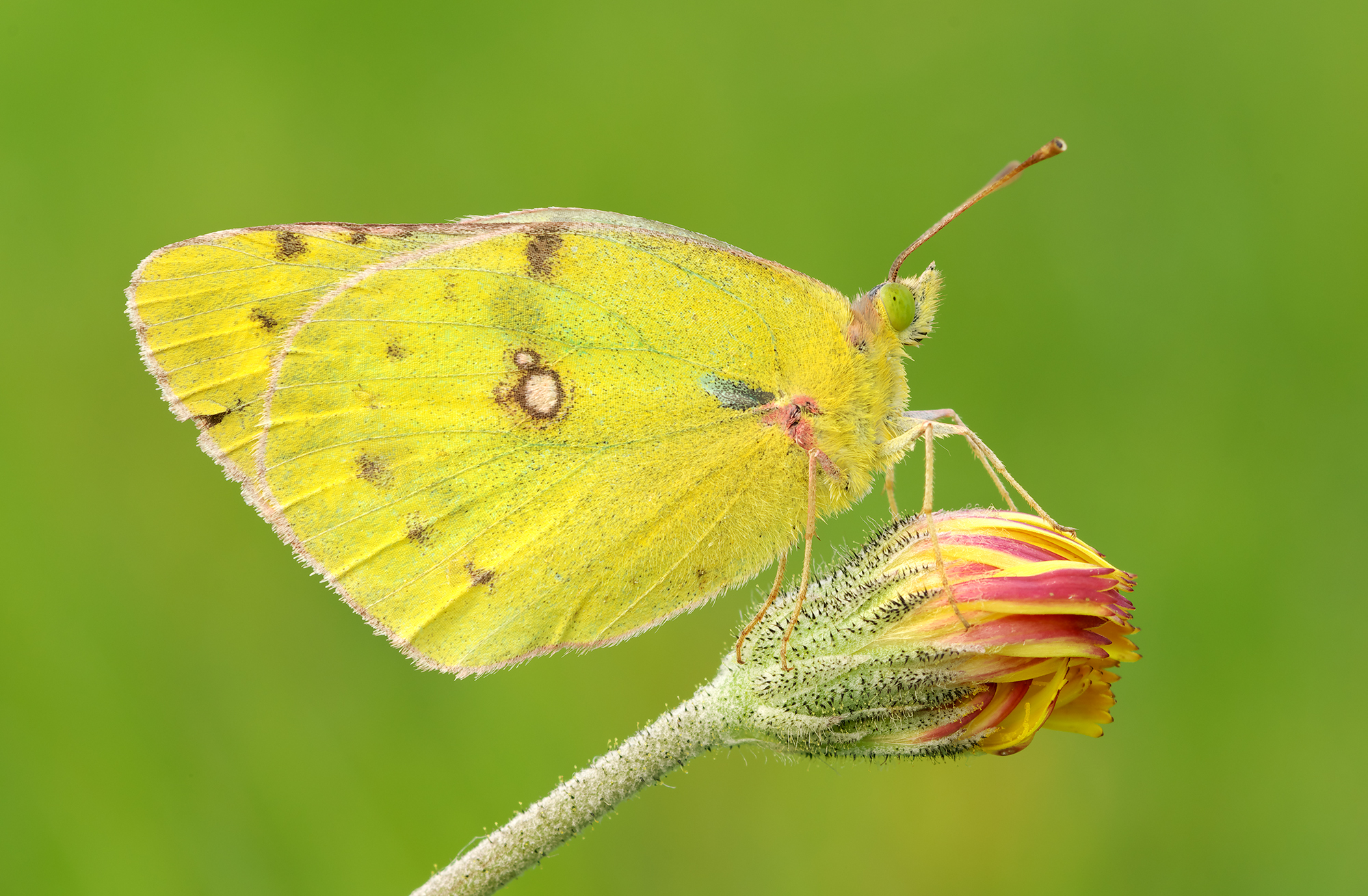 Colias hyale