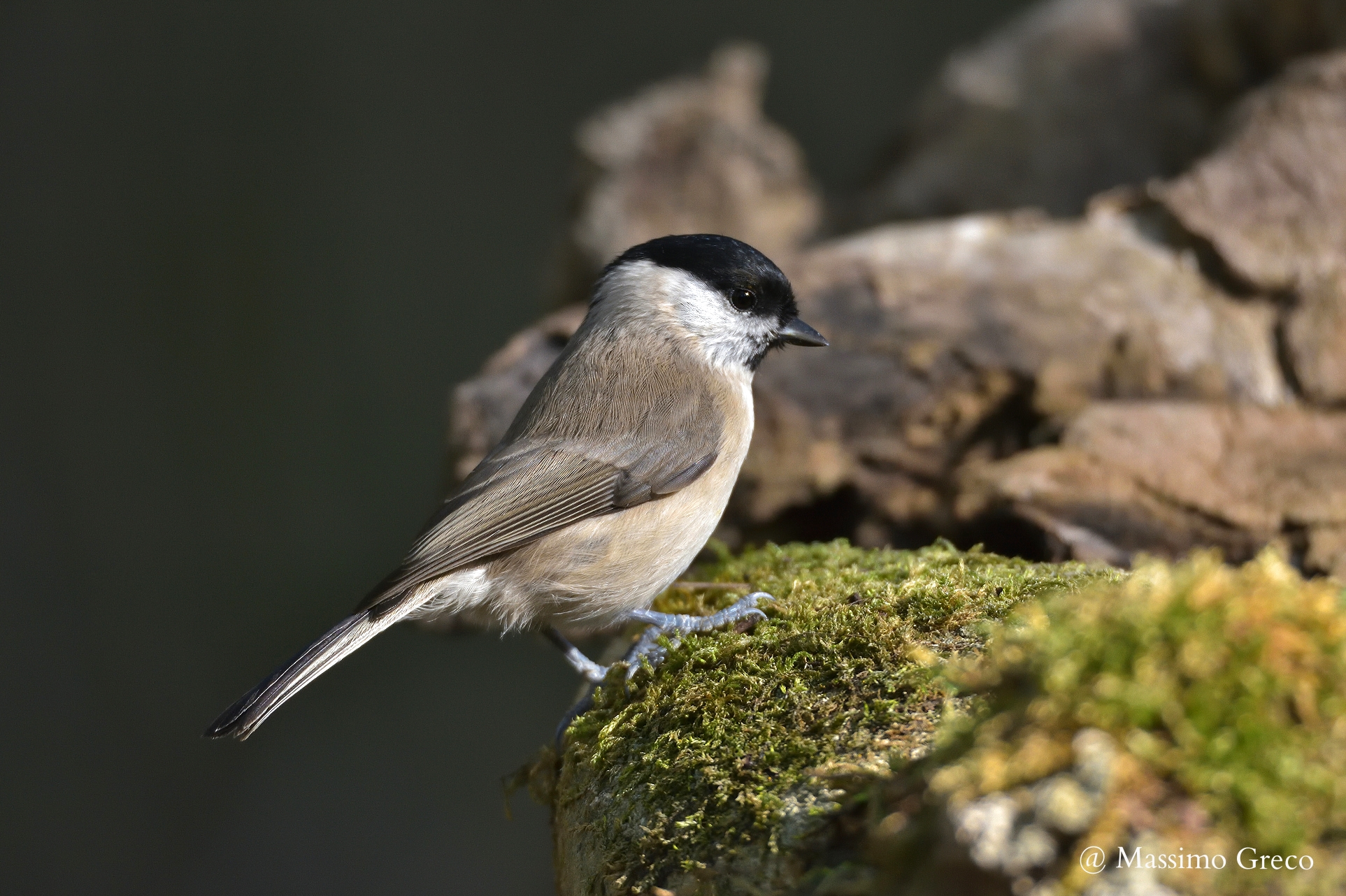 cincia bigia (poecile palustris)