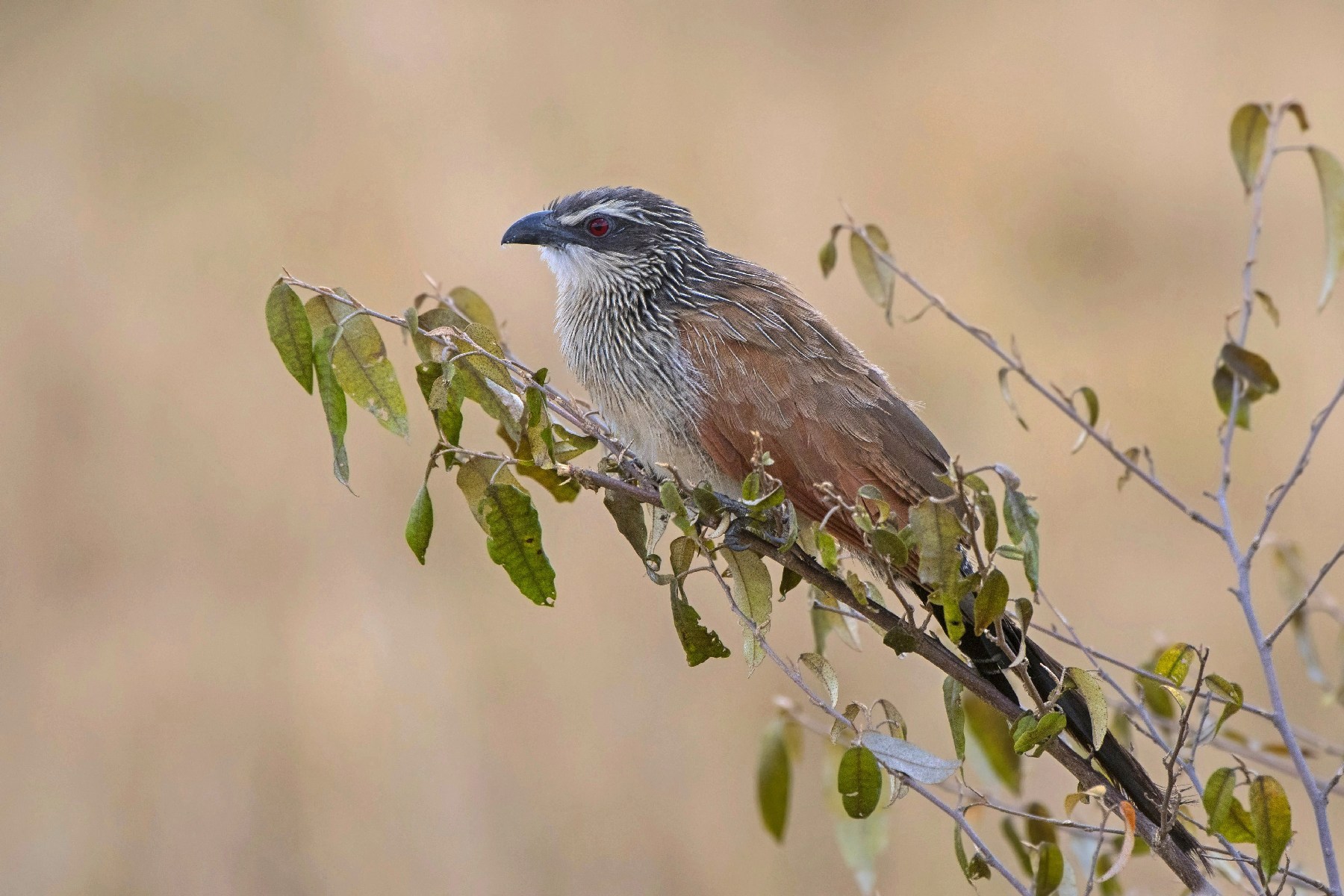 White-browed coucal