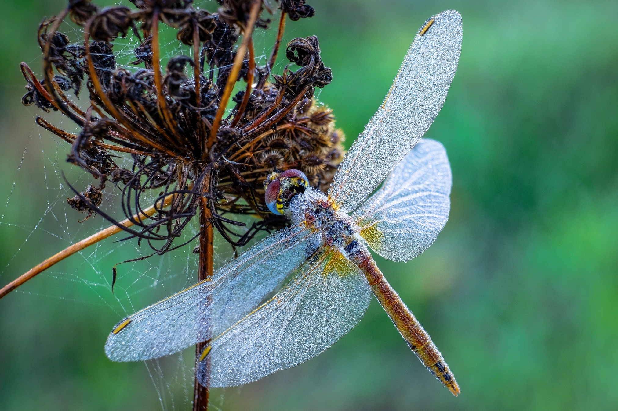 Brina mattutina su giovane Sympetrum fonscolombii