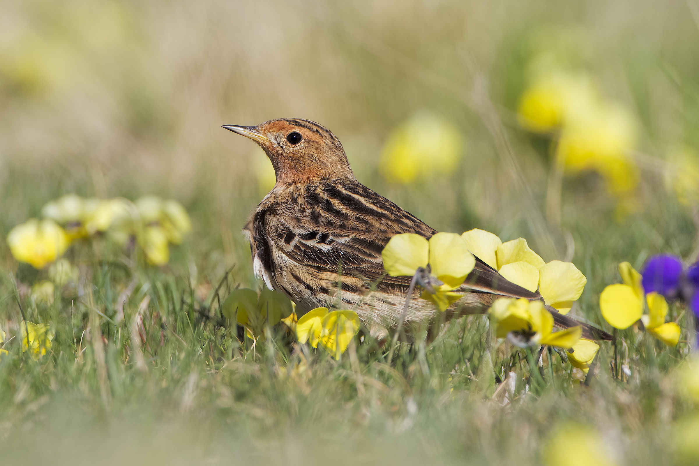 Red-throated Pipit between flowers