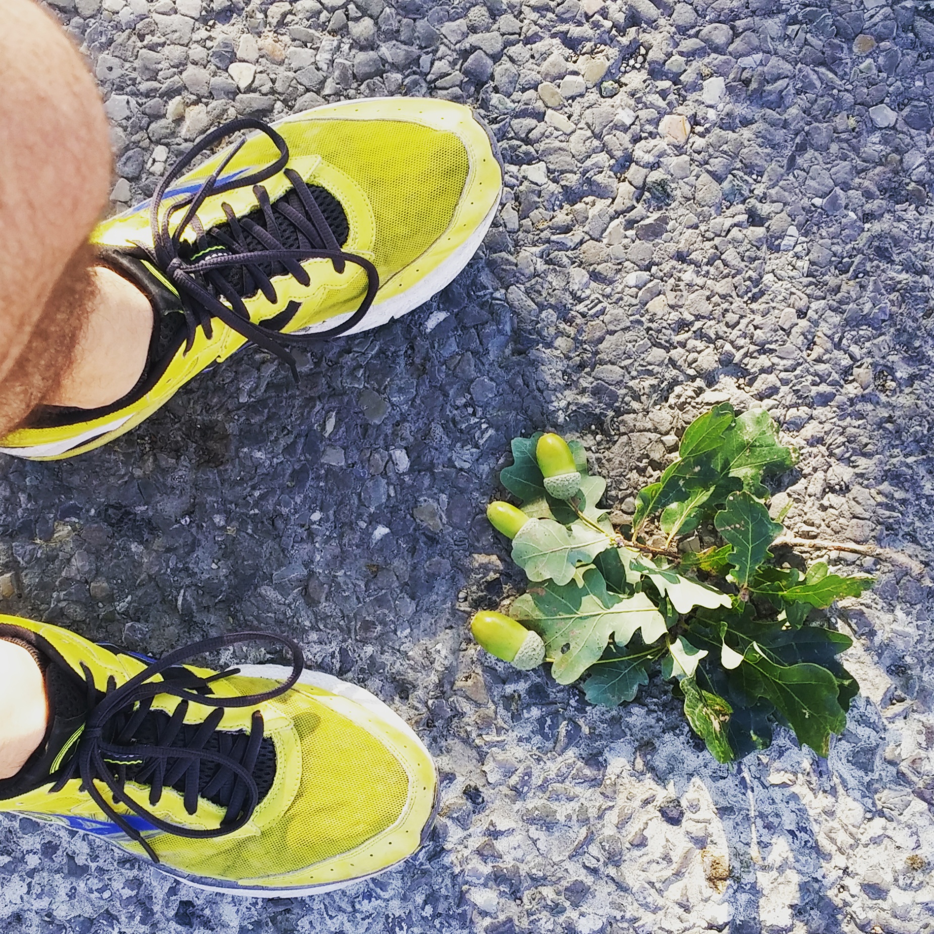 Cronache delle Mizuno gialle 2