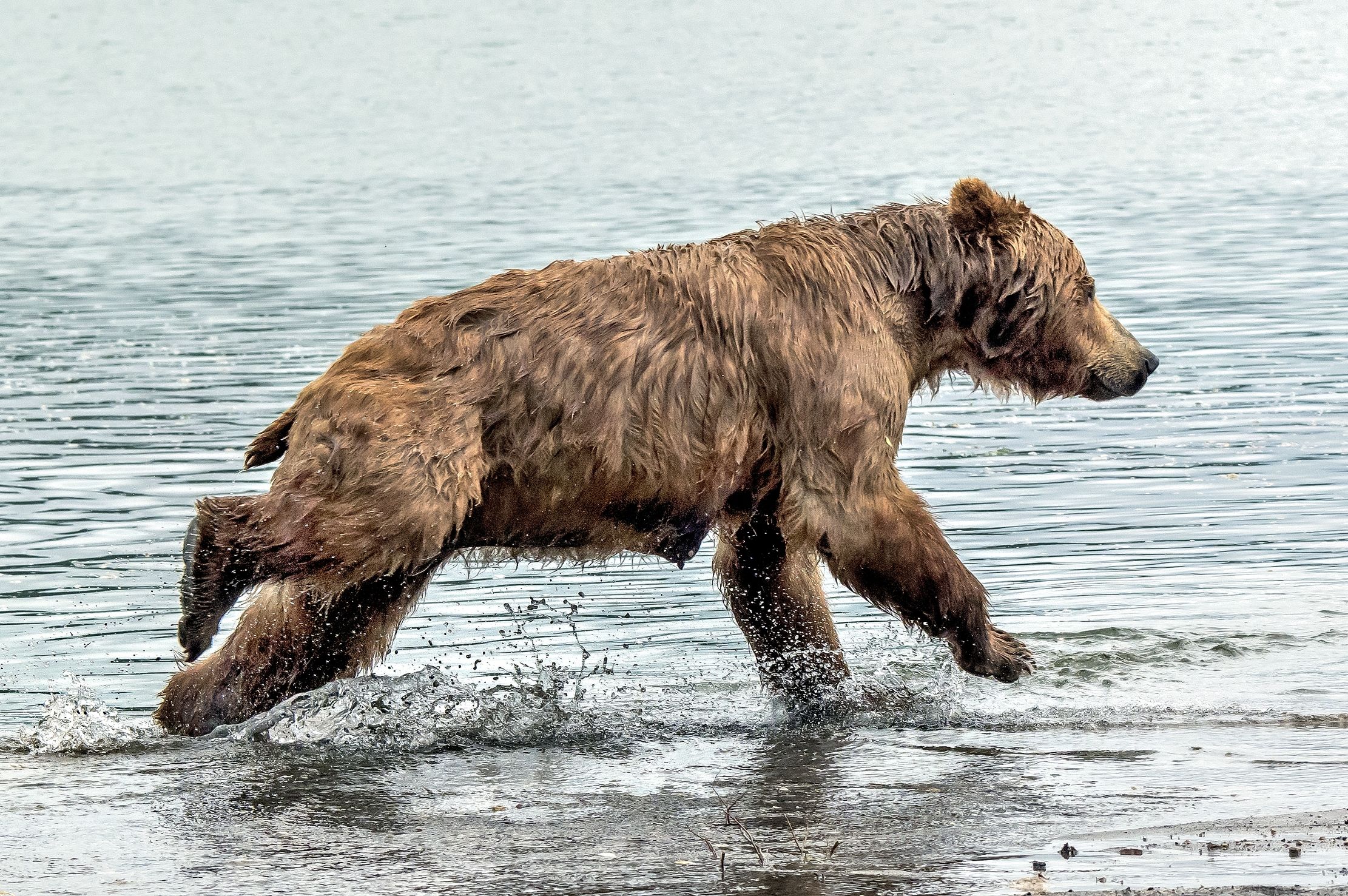 Kamchatka 2016 - Run
