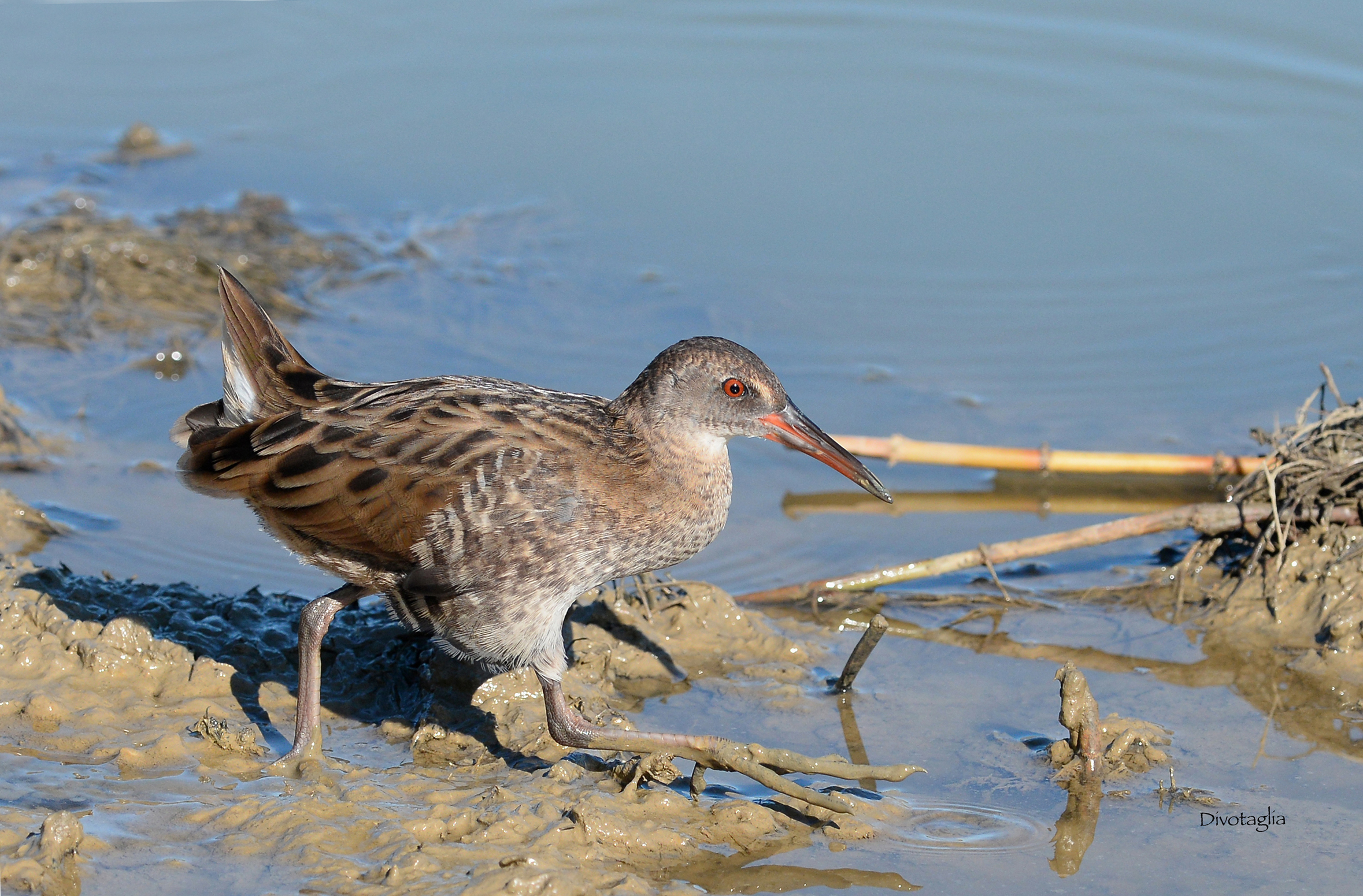 Porciglione (Rallus aquaticus)