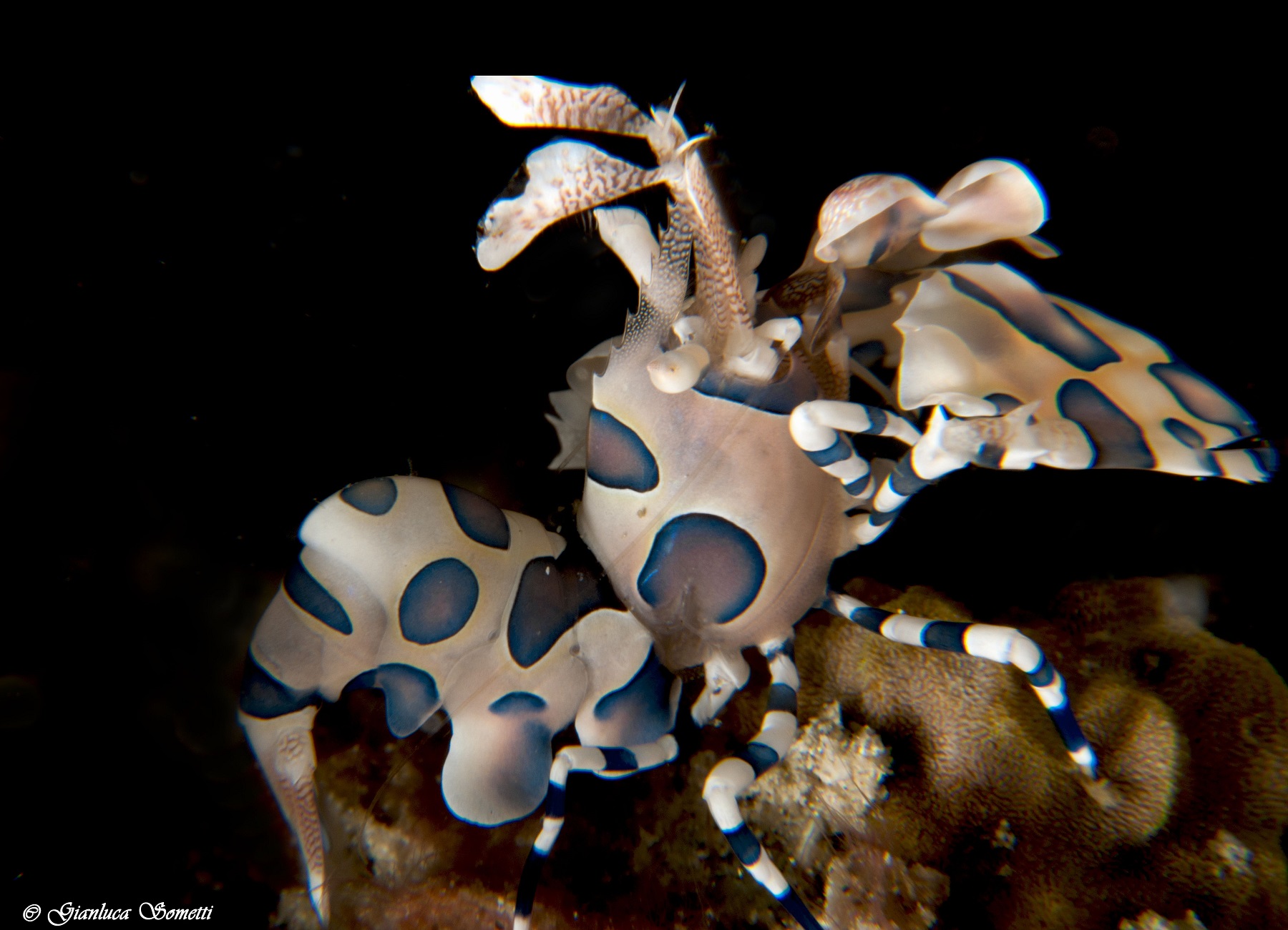 Puerto galera- harlequin shrimp