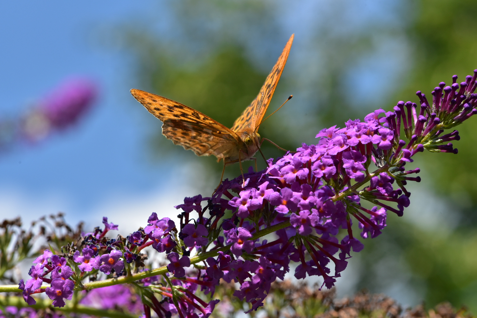 Argynnis paphia