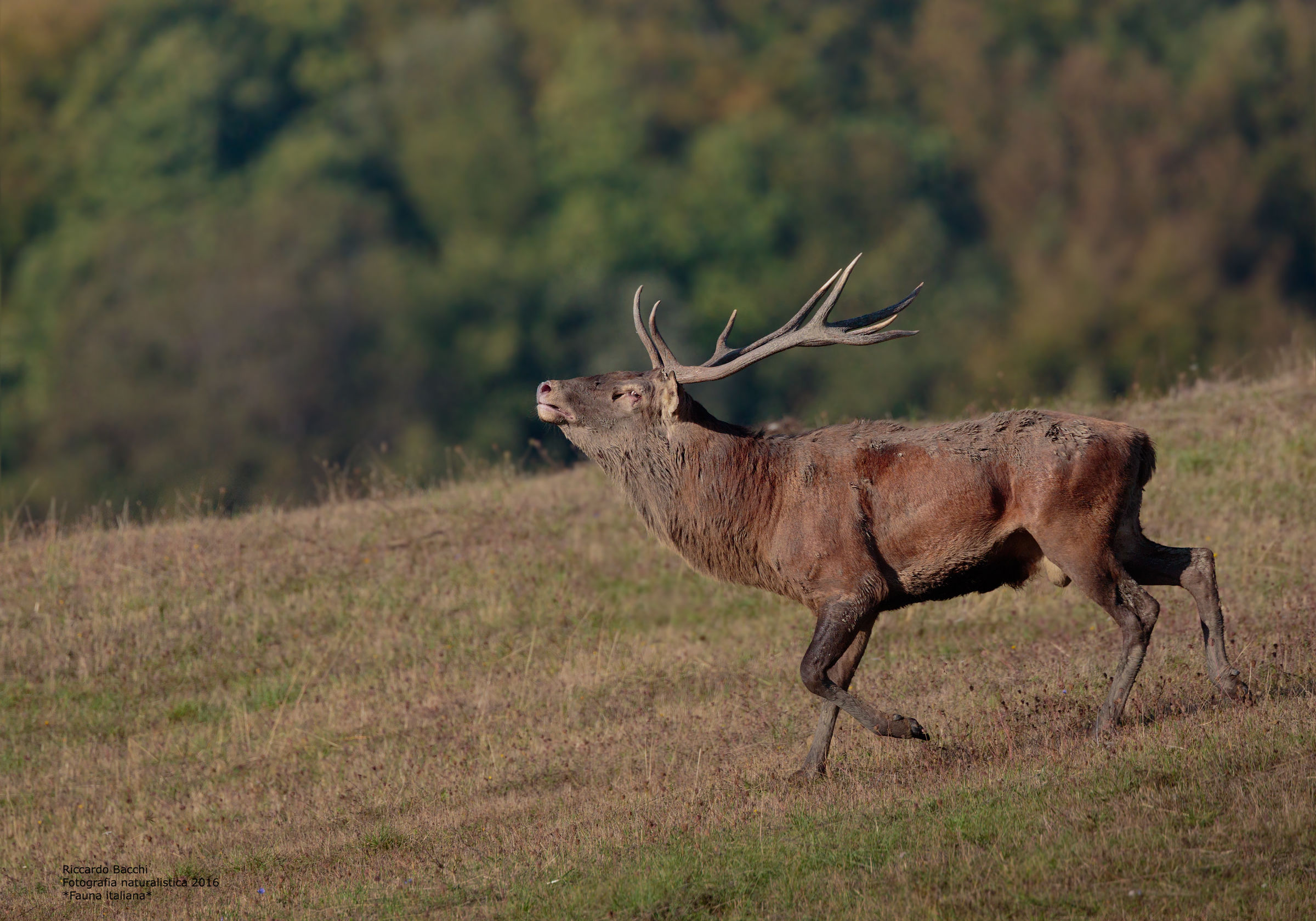 Cervo maschio Bramito