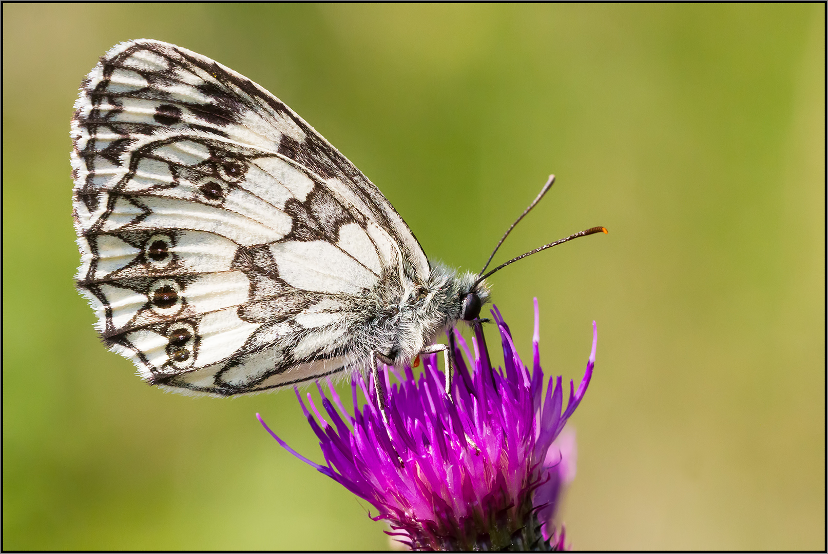 Melanargia Galathea