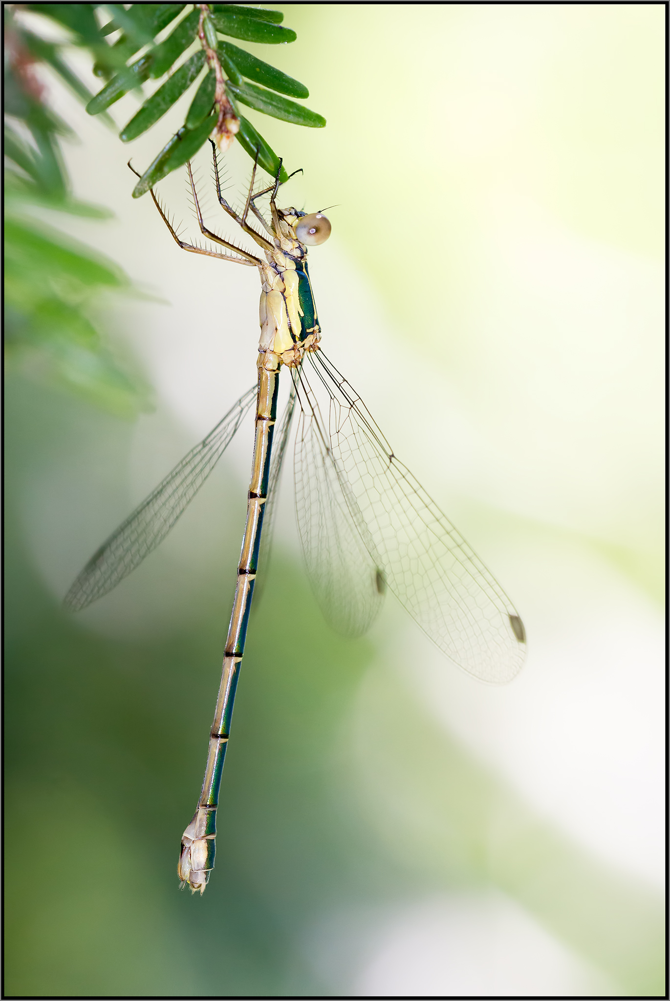Dragonfly, I do not know the scientific name.