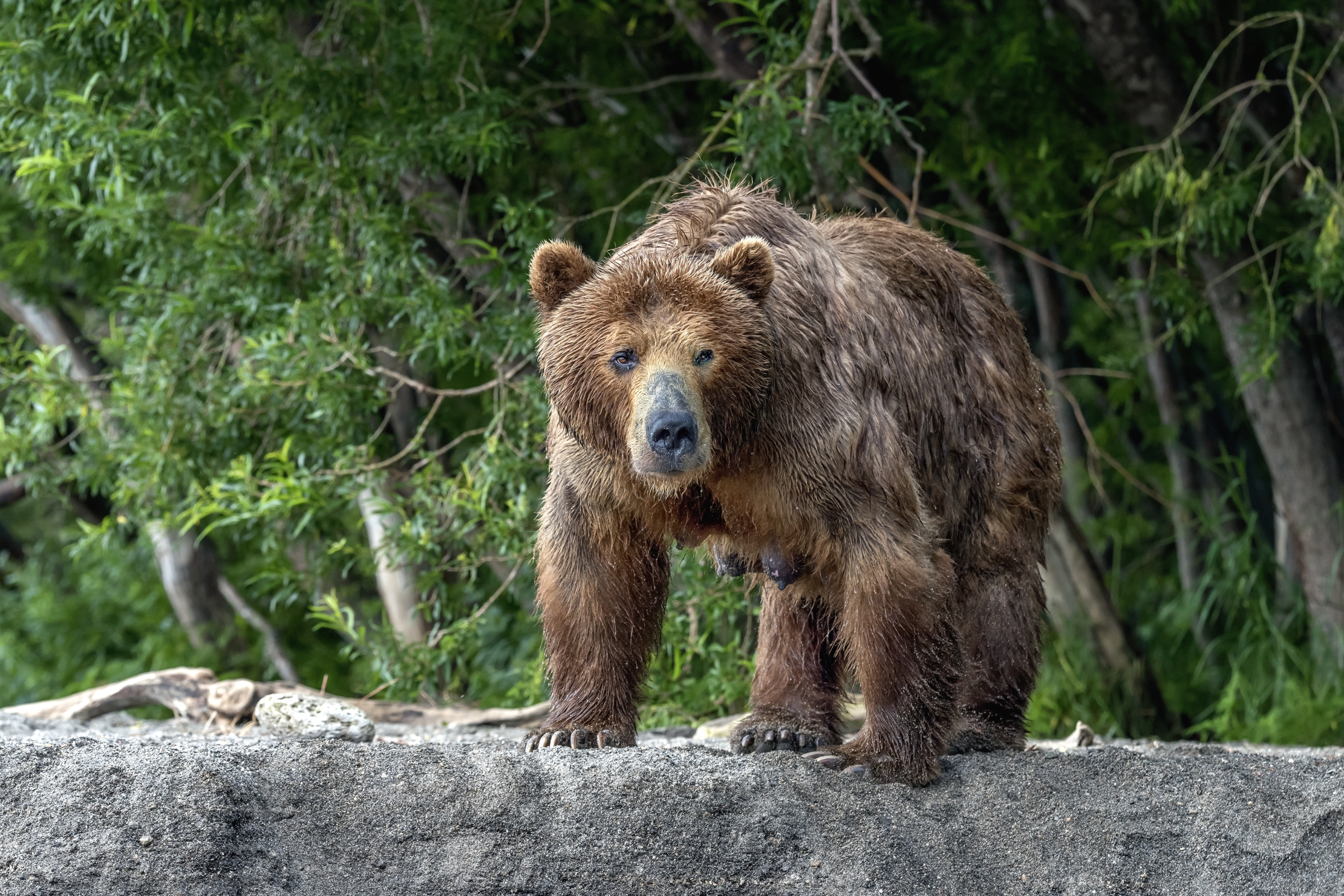 Kamchatka 2016 - Mother bear