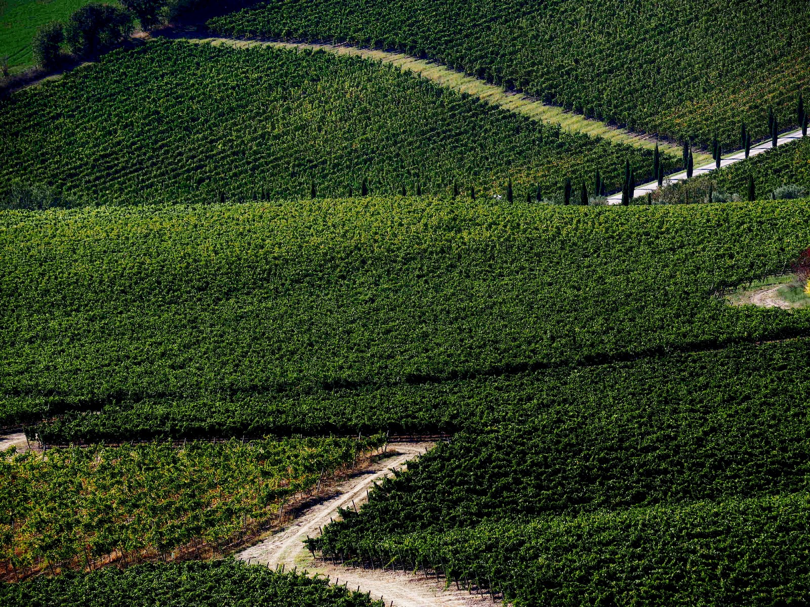Strada  tra le vigne