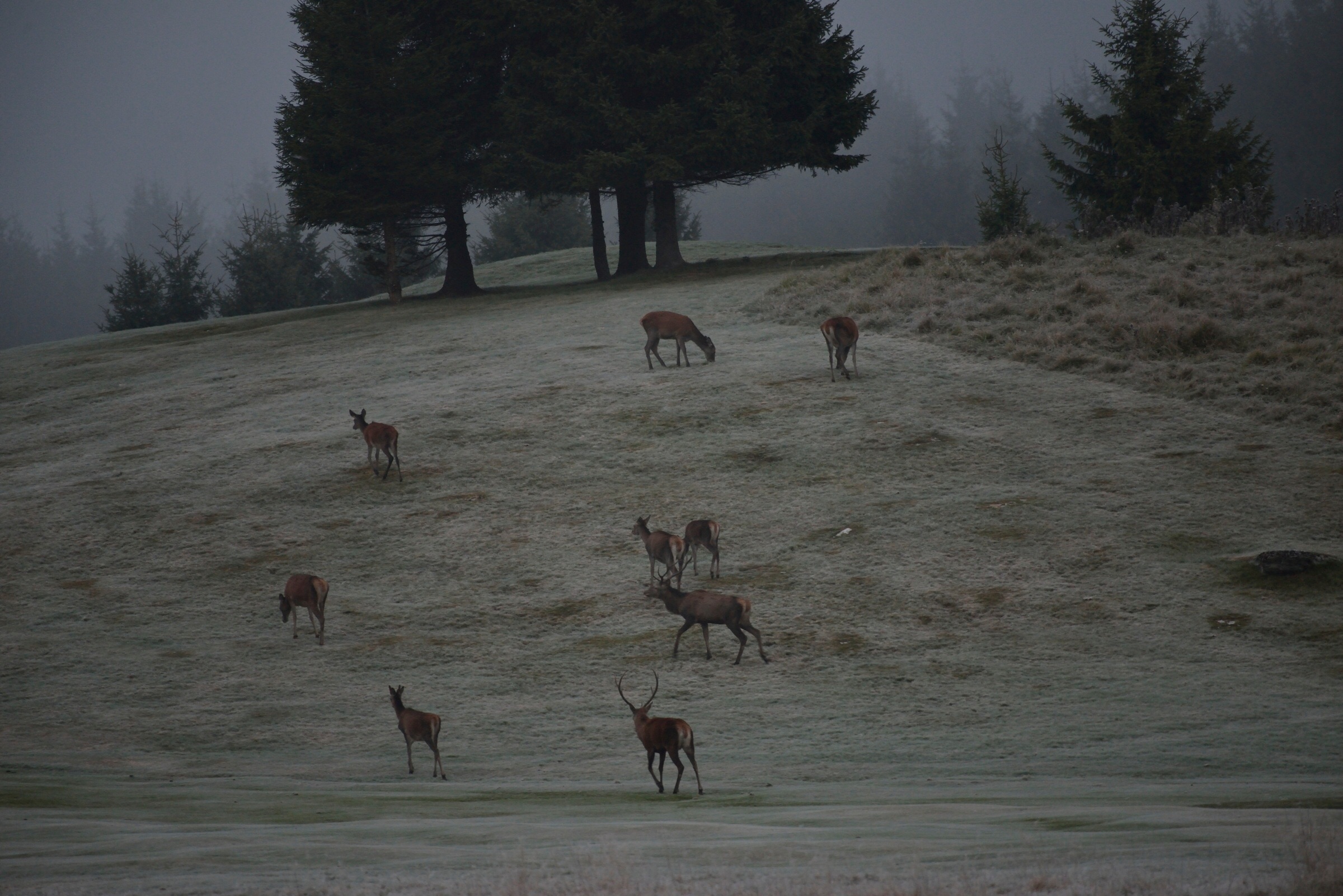 Landscape with deer ...