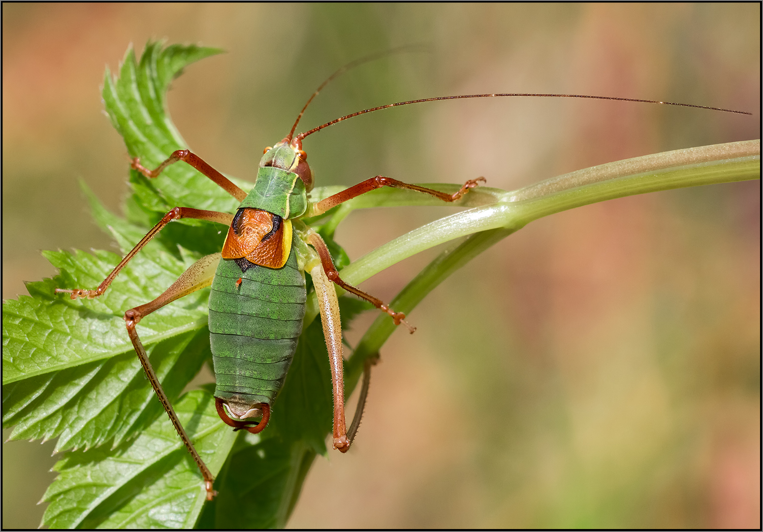 Barbitistes serricauda female.