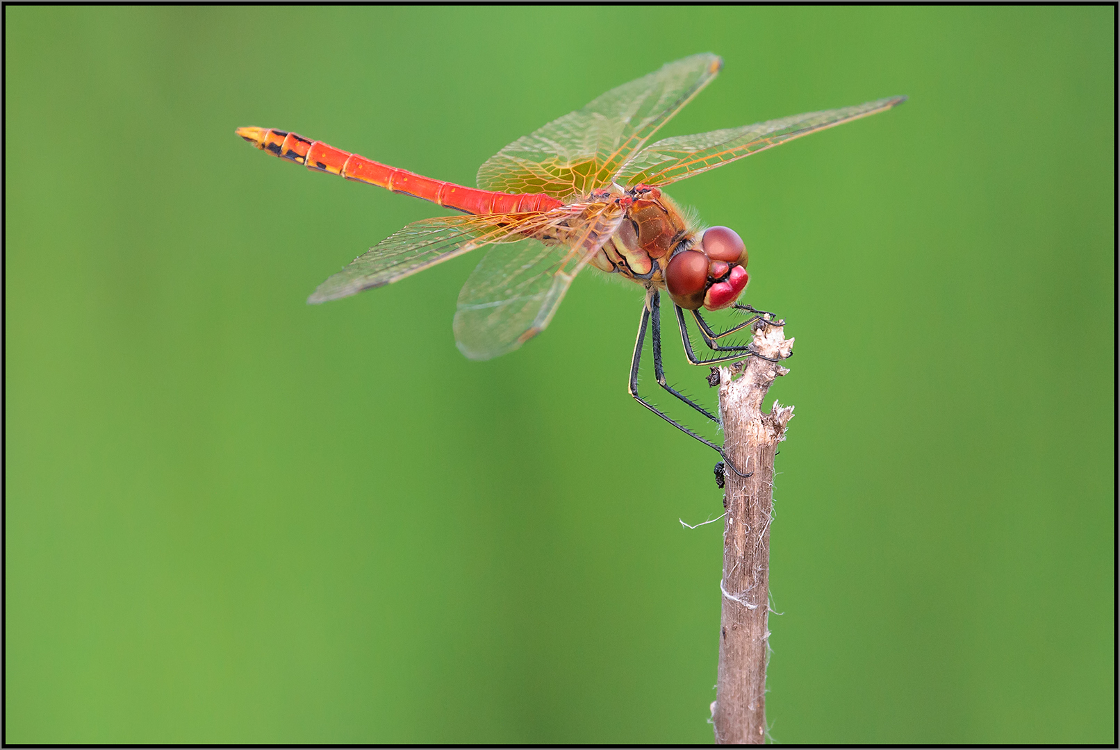 Sympetrum sanguineum