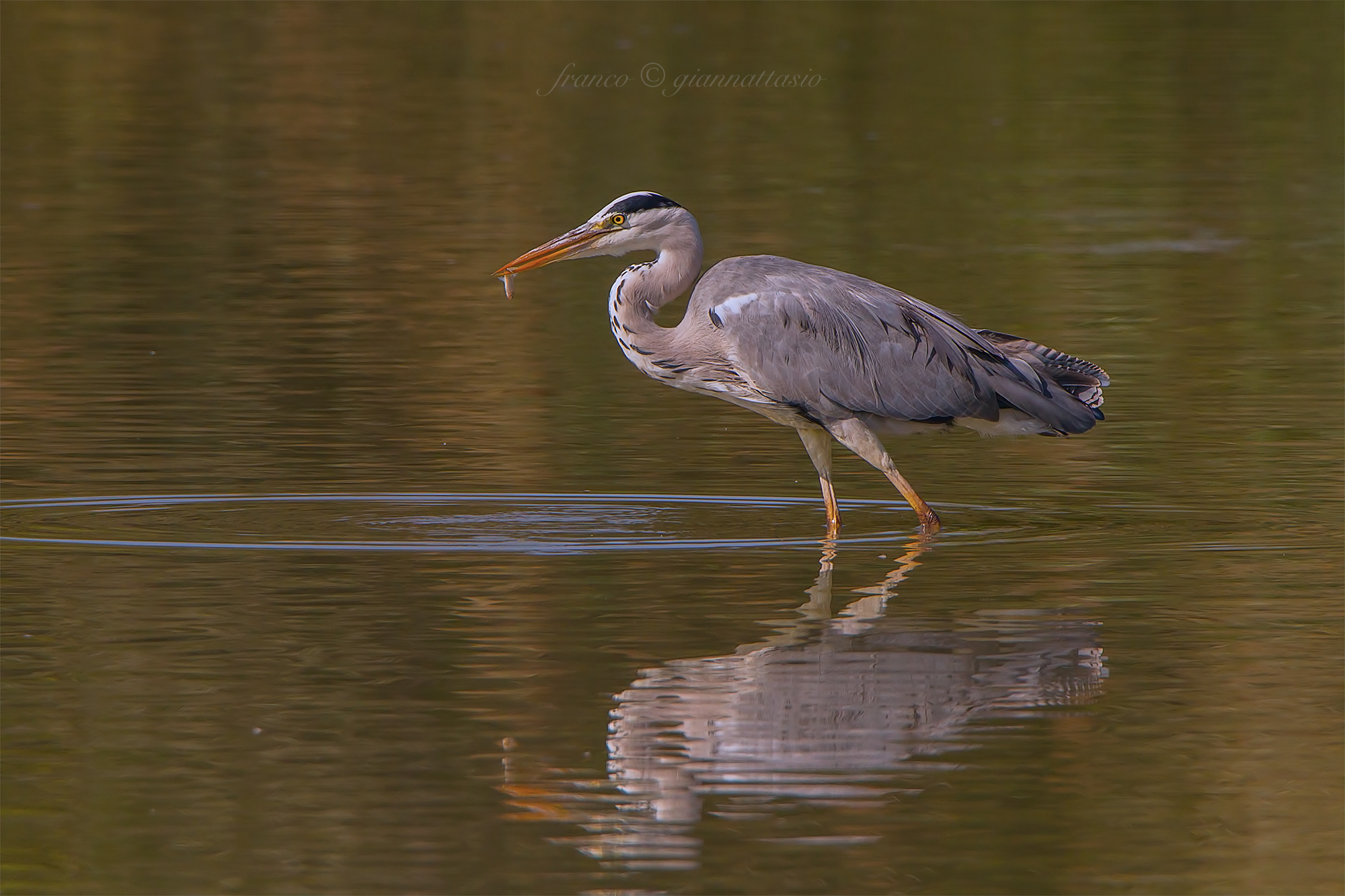 Heron with small prey.