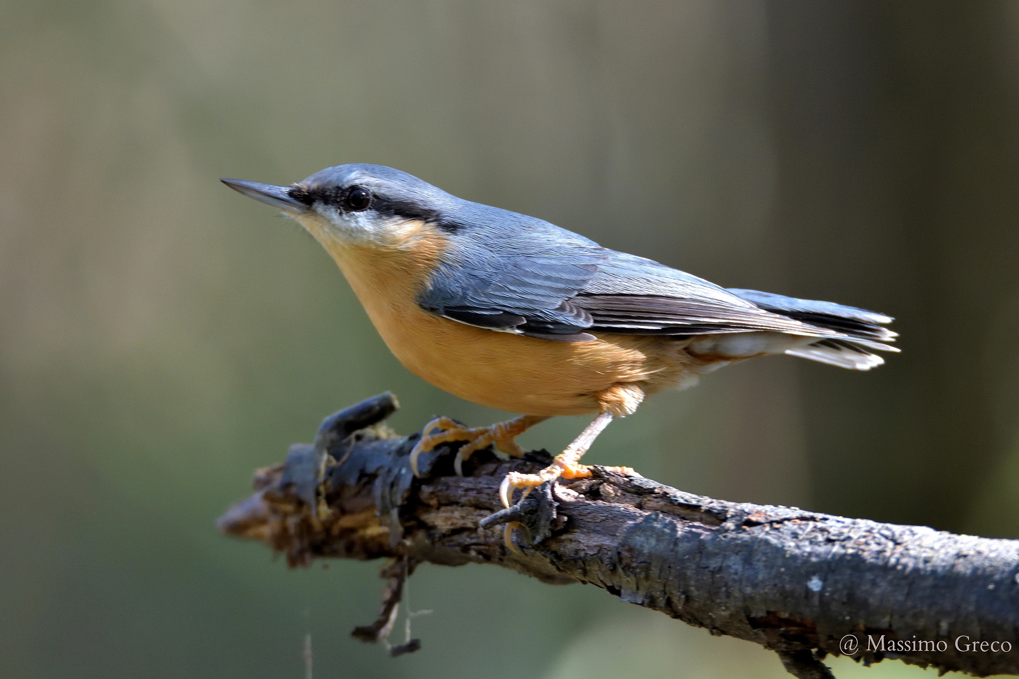 Picchio muratore (Sitta europaea)