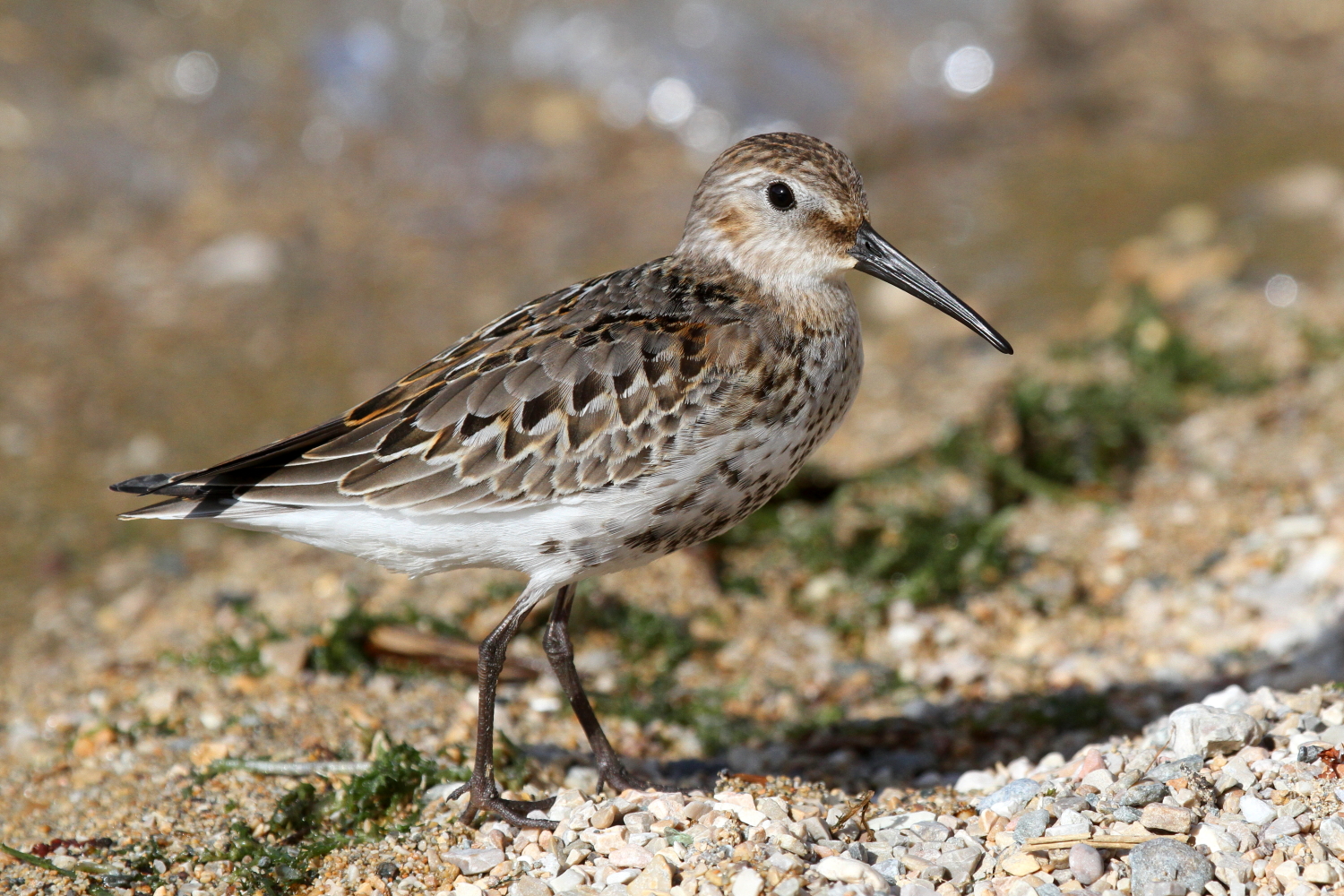 sandpiper