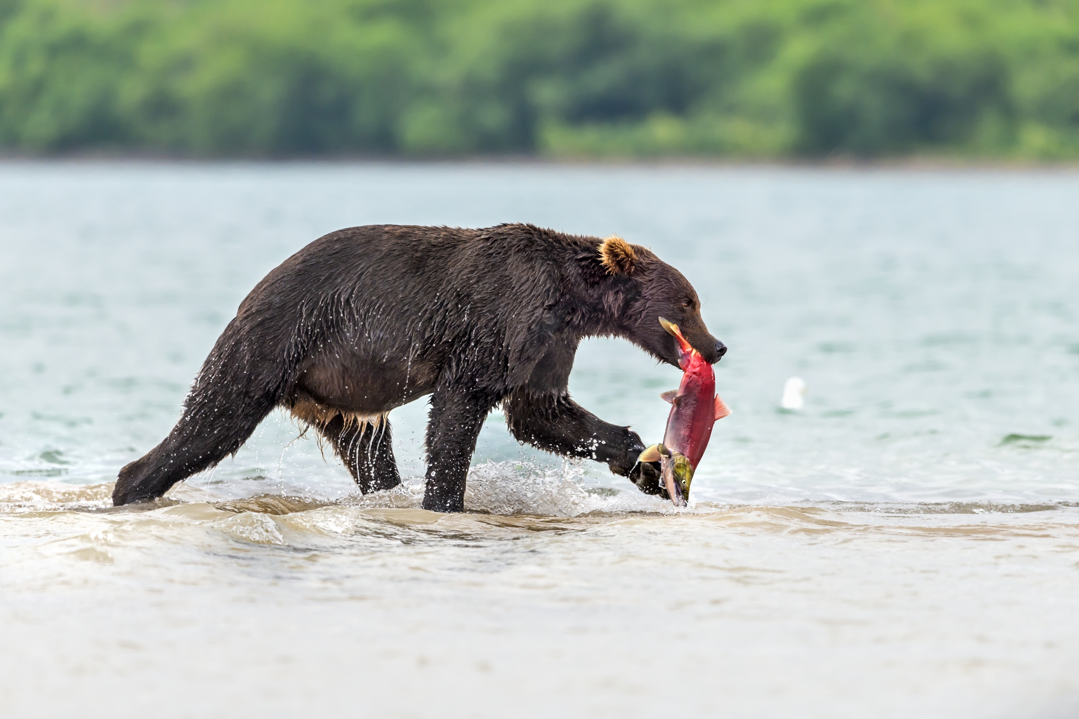 Kamchatka 2016 - L'orso e la preda