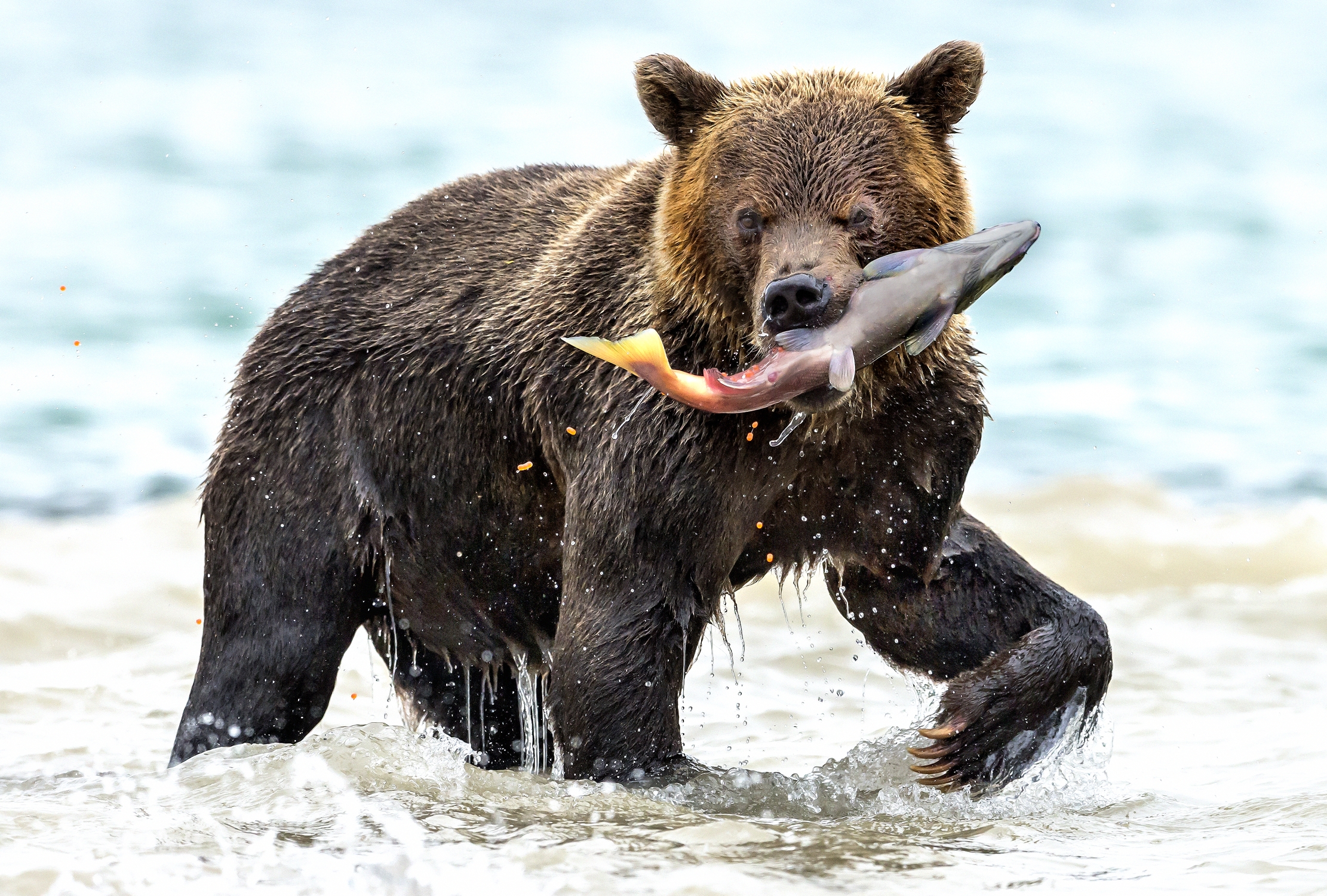 Kamchatka 2016 - Fishing
