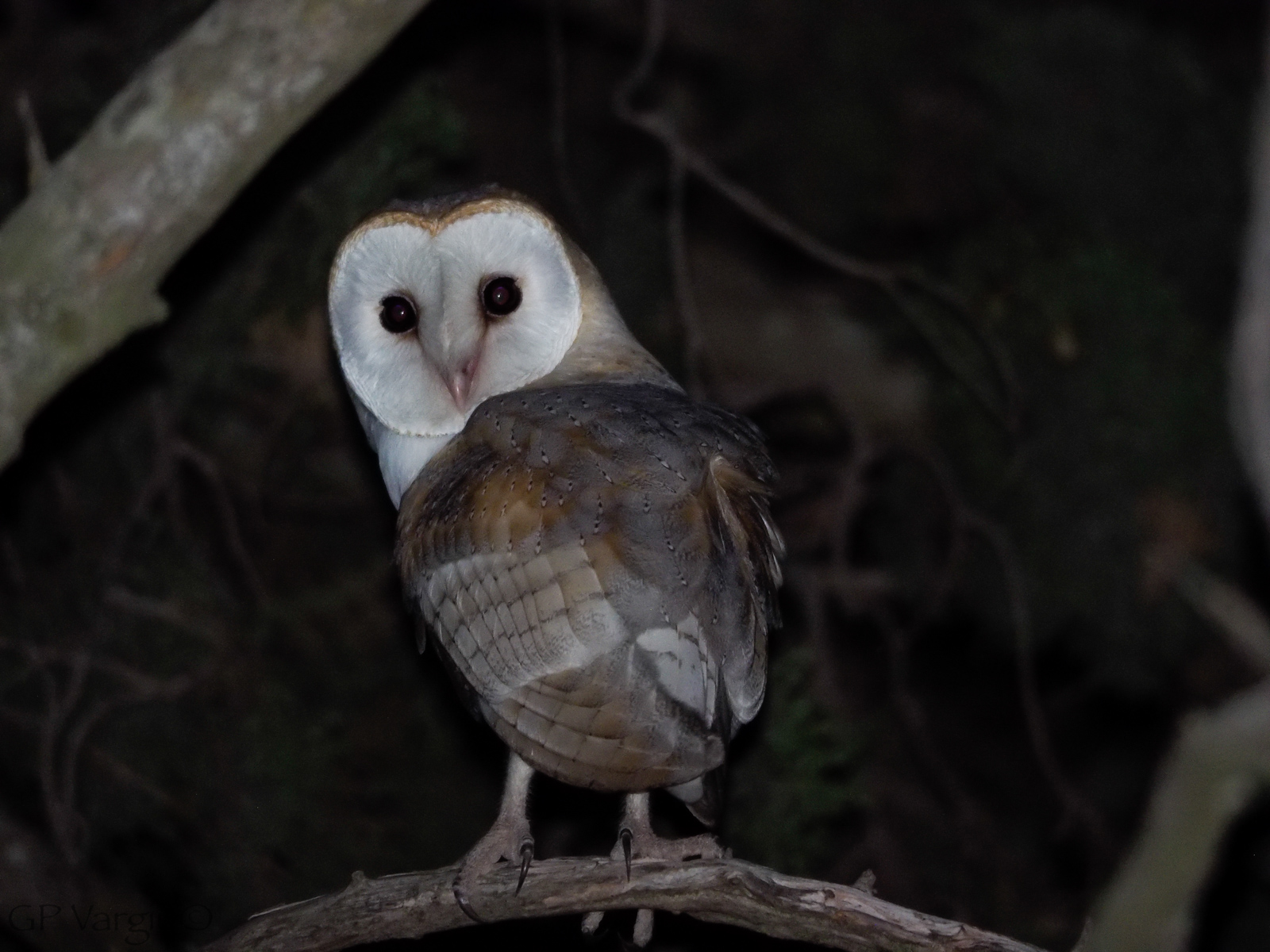 Incontro ravvicinato.