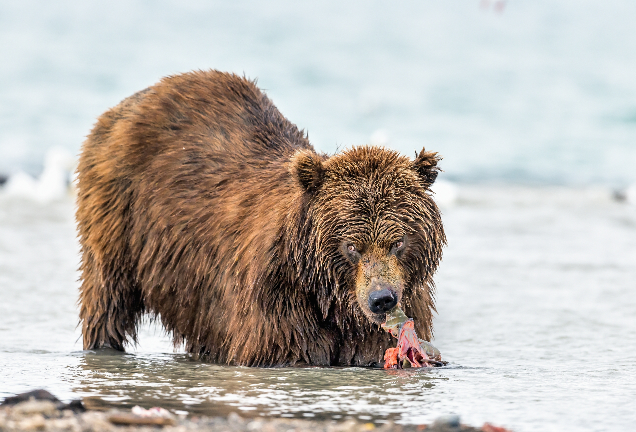 Kamchatka 2016 - e' mio....