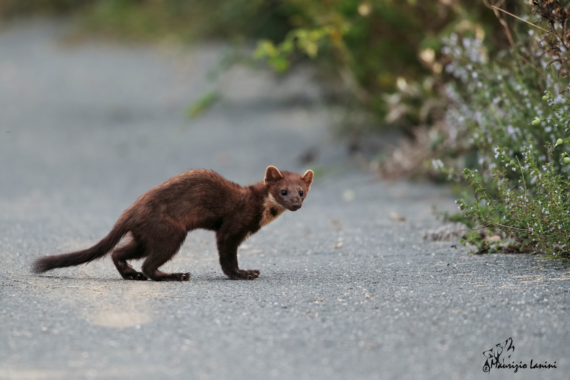 An unexpected encounter!