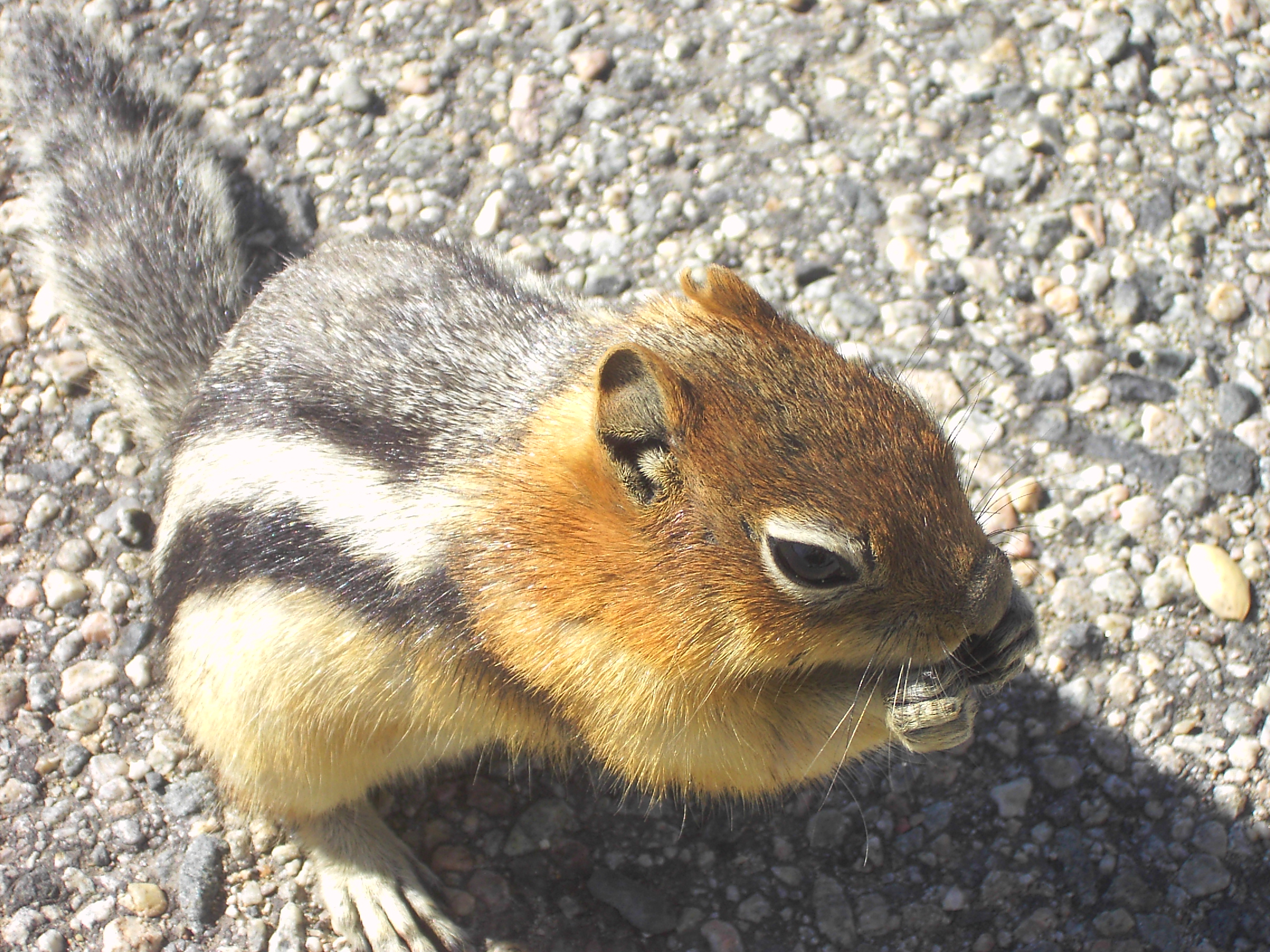 Squirrel (Wyoming usa)